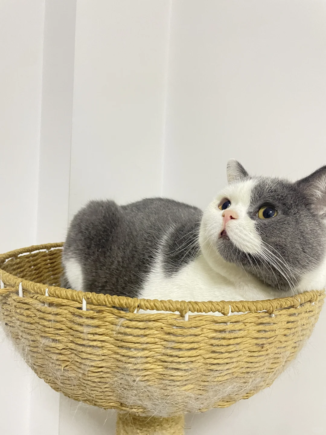 客服猫罢工了！