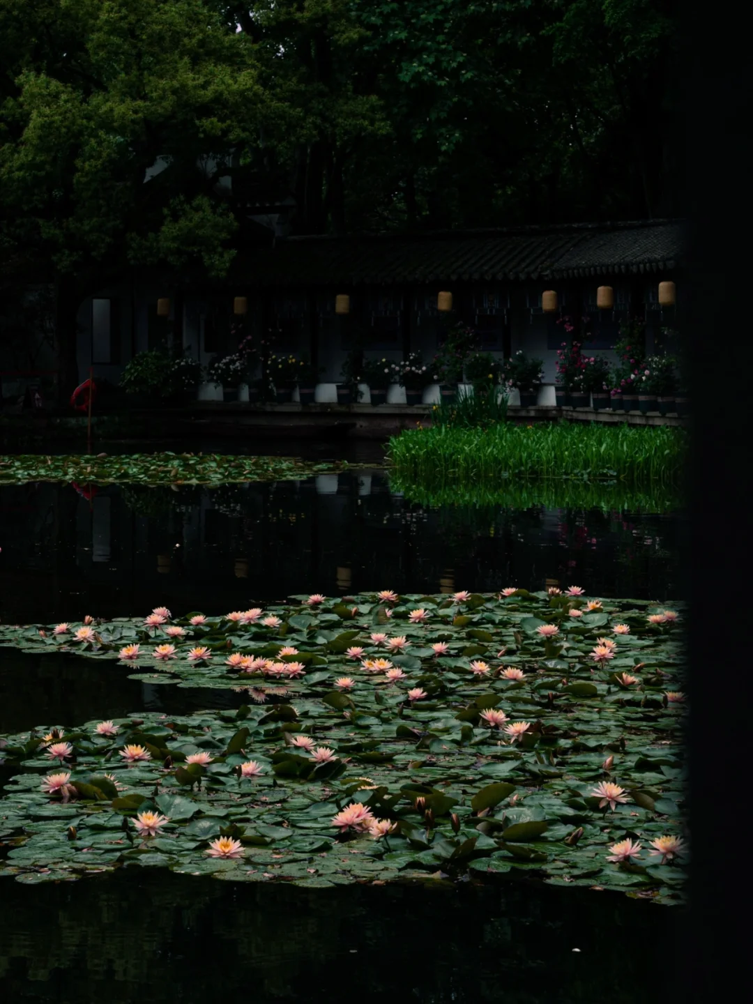 我以为茅家埠的睡莲够绝了‼️直到我走进这里
