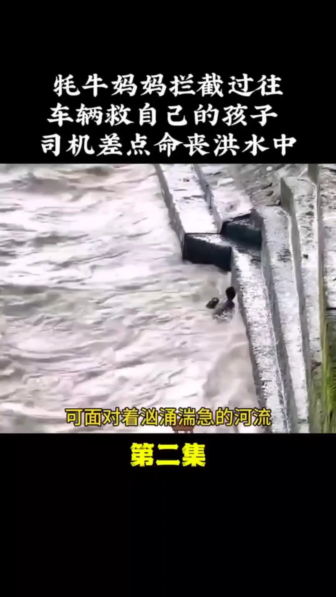 动物解说 动物世界 动物的迷惑行为 野生动物零距离 万物皆有灵性
