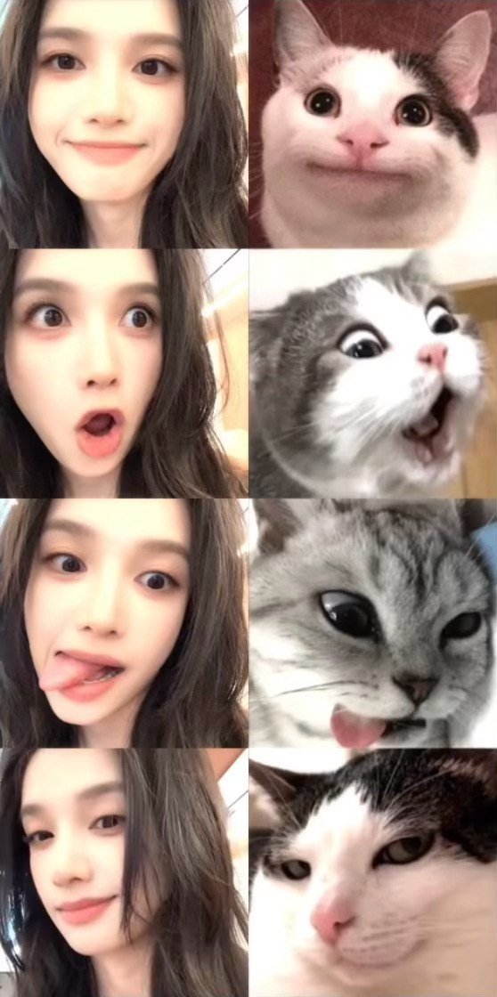 大中午的萌我一跳这个仪儿张婧仪模仿小猫表情包张婧仪大中午萌我一跳