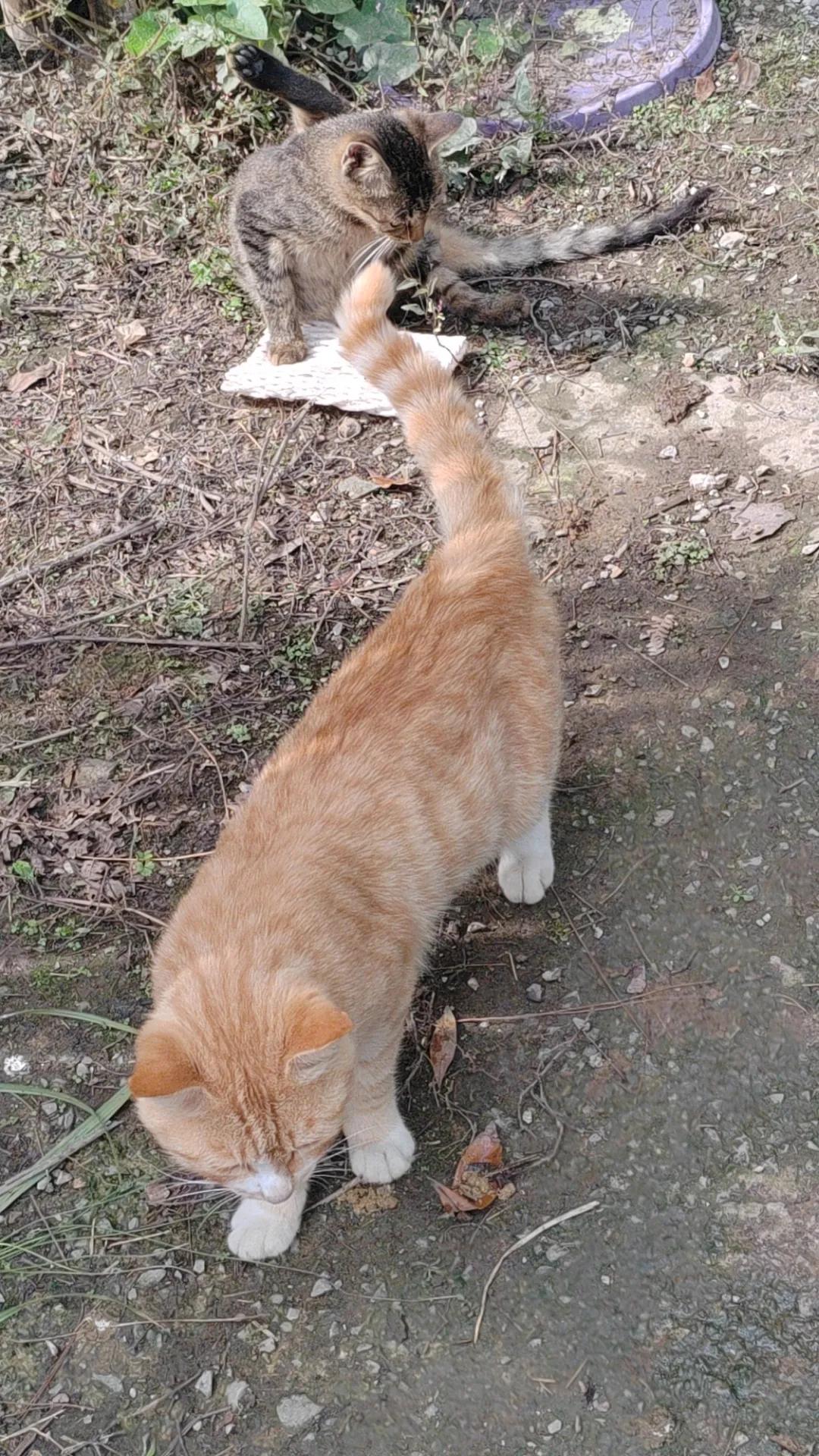 不落屋的黄猫回来了，没有吃了就跑。
是不是在外风餐露宿的日子过够了，还是外面的世