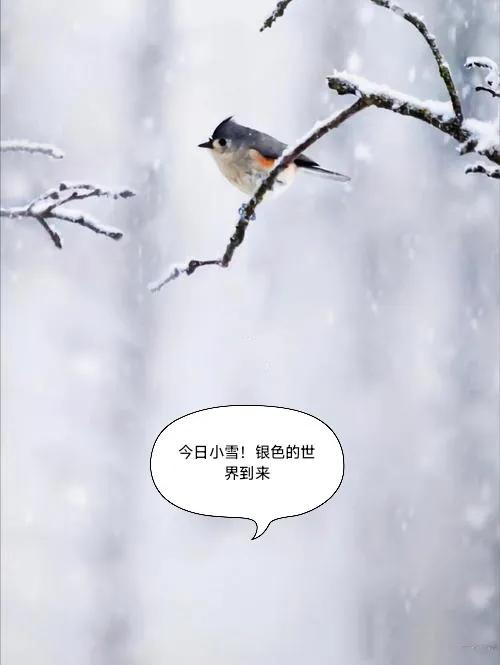 今日小雪，进入冬季的第二个节气，预示着降雪和天气的逐渐变冷气温开始走低！