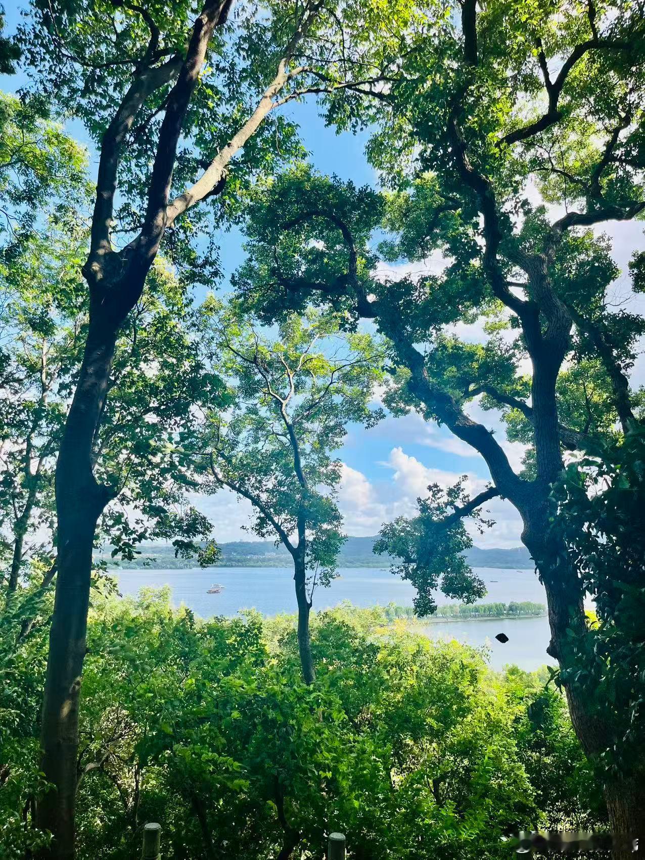 夏天午后，张佳玮站在阳台上，冒着刺得人睁不开眼、让目前所见都幽暗的眩目阳光，将树