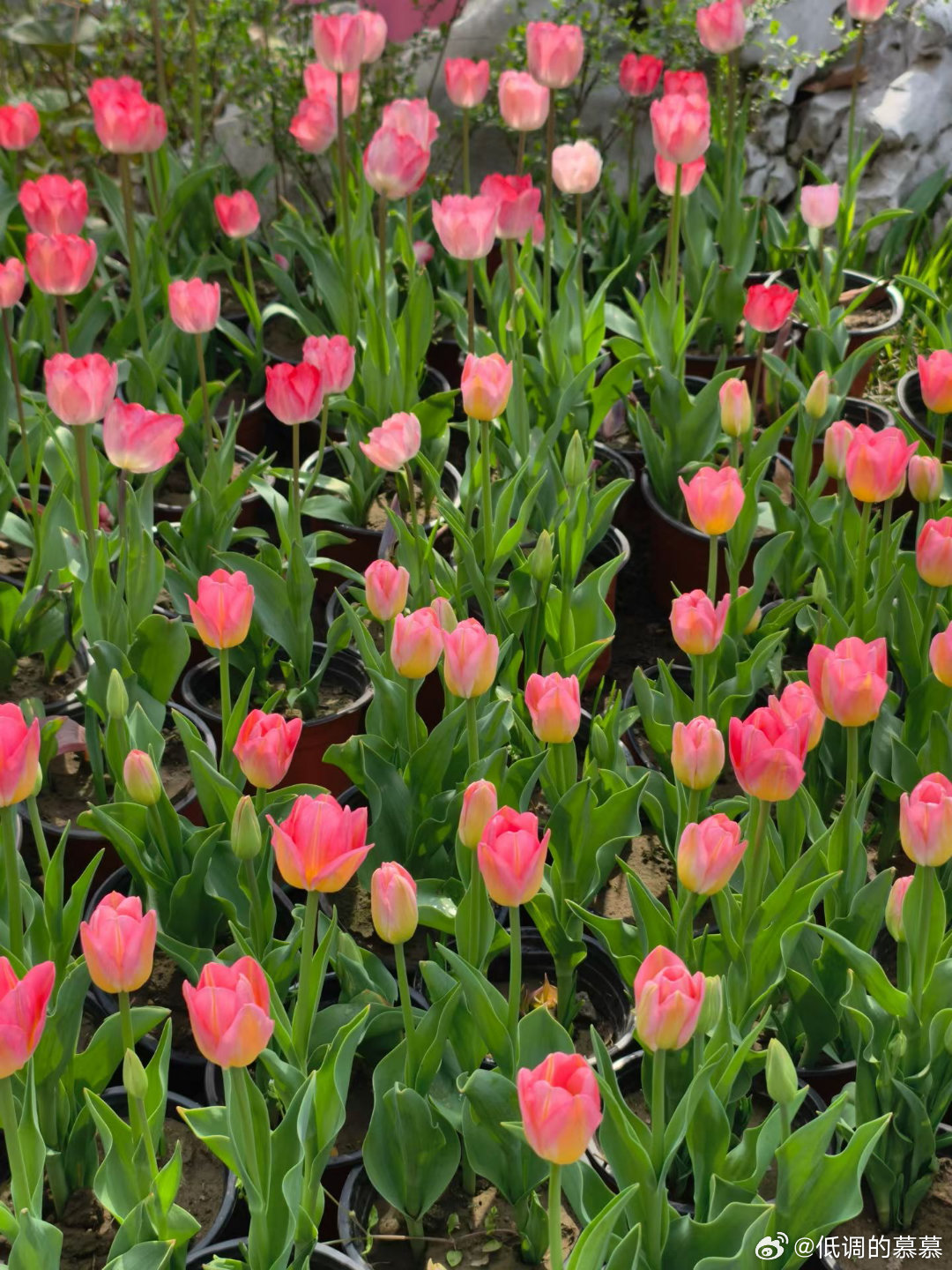 阳光正好，微风不燥。 