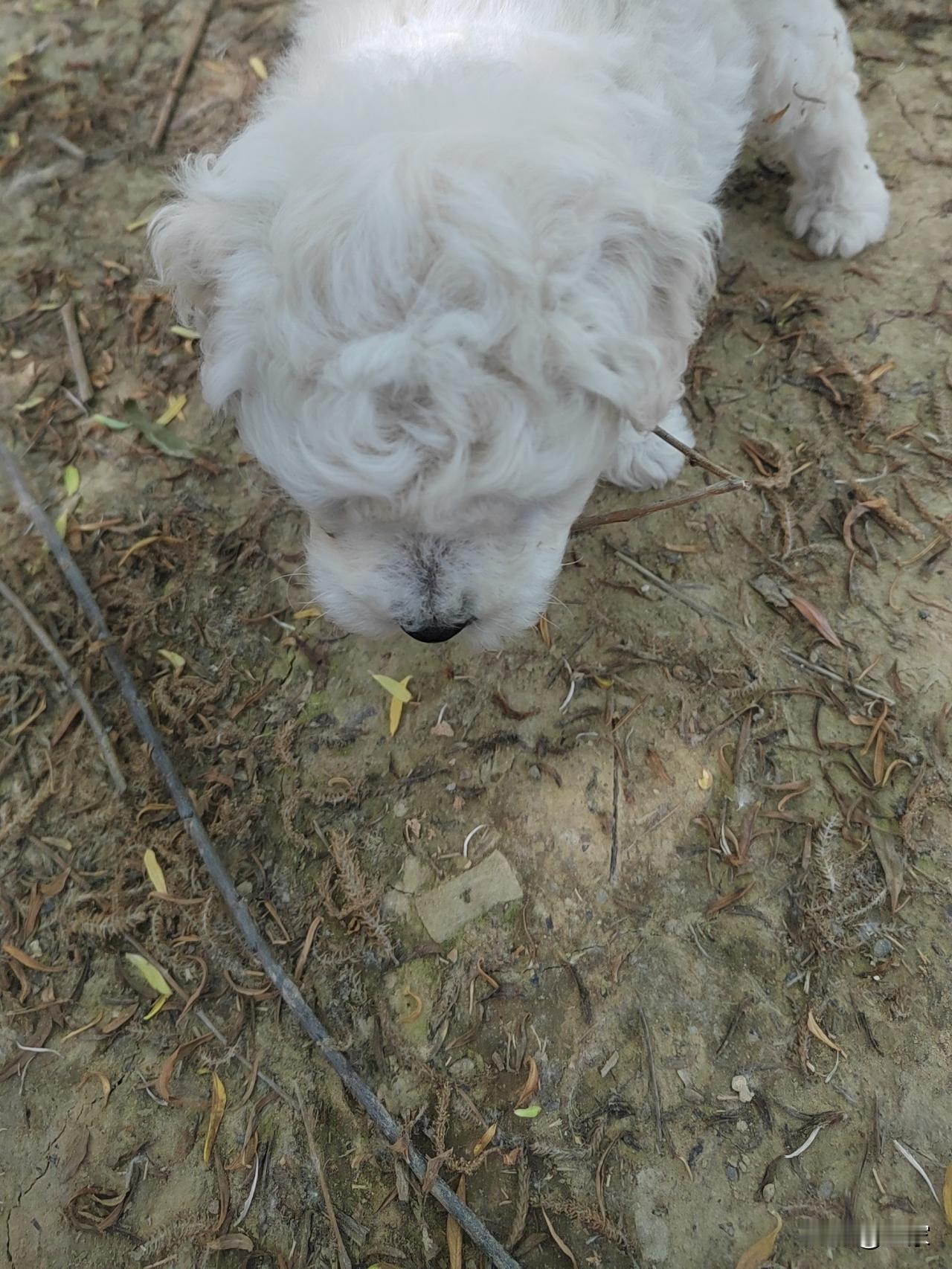 新乡网友私信问我们，她从2015年开始一直在一家网贷平台借钱，每次借3000元，