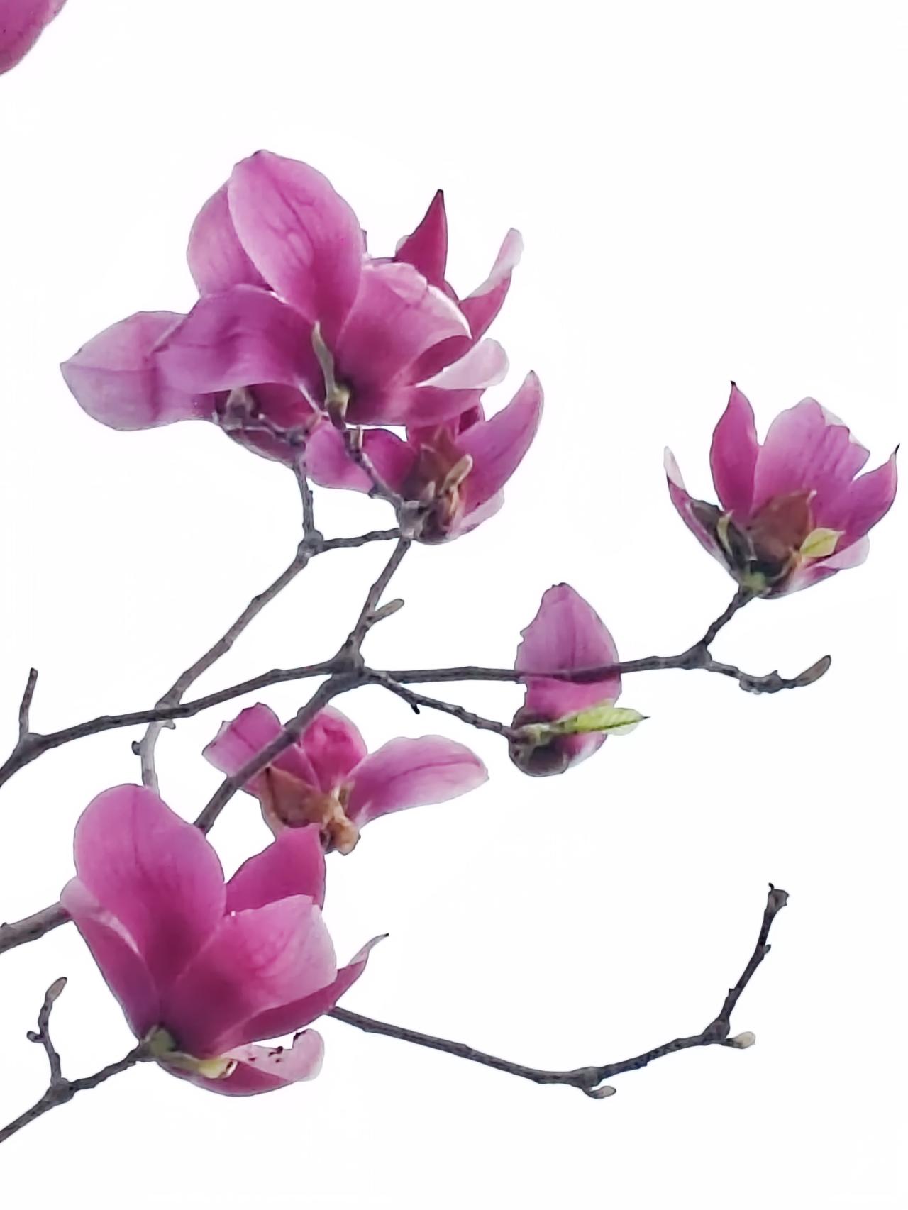 文，妙笔生花；图，赏心悦目。