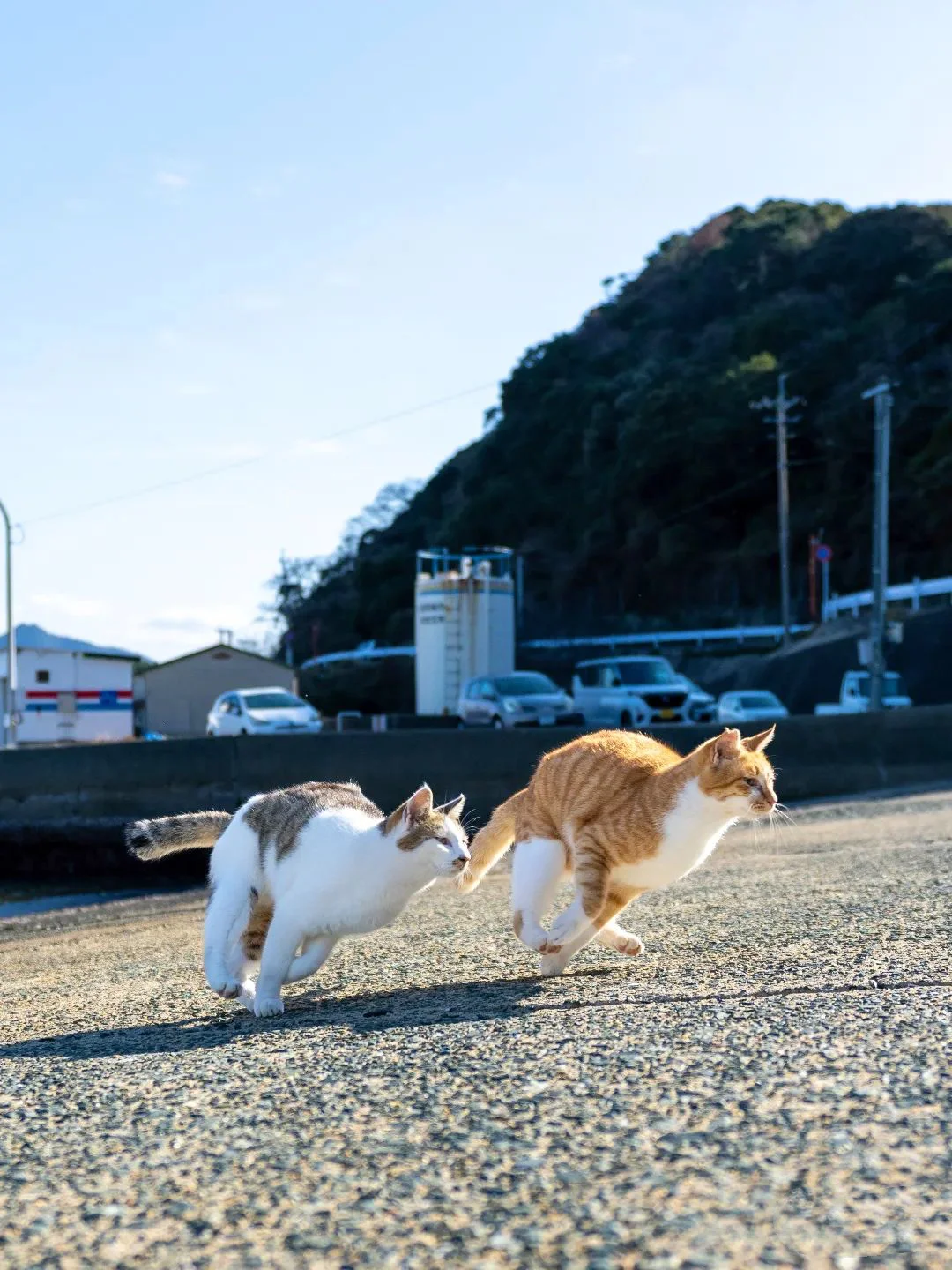 大狸和大橘在赛跑