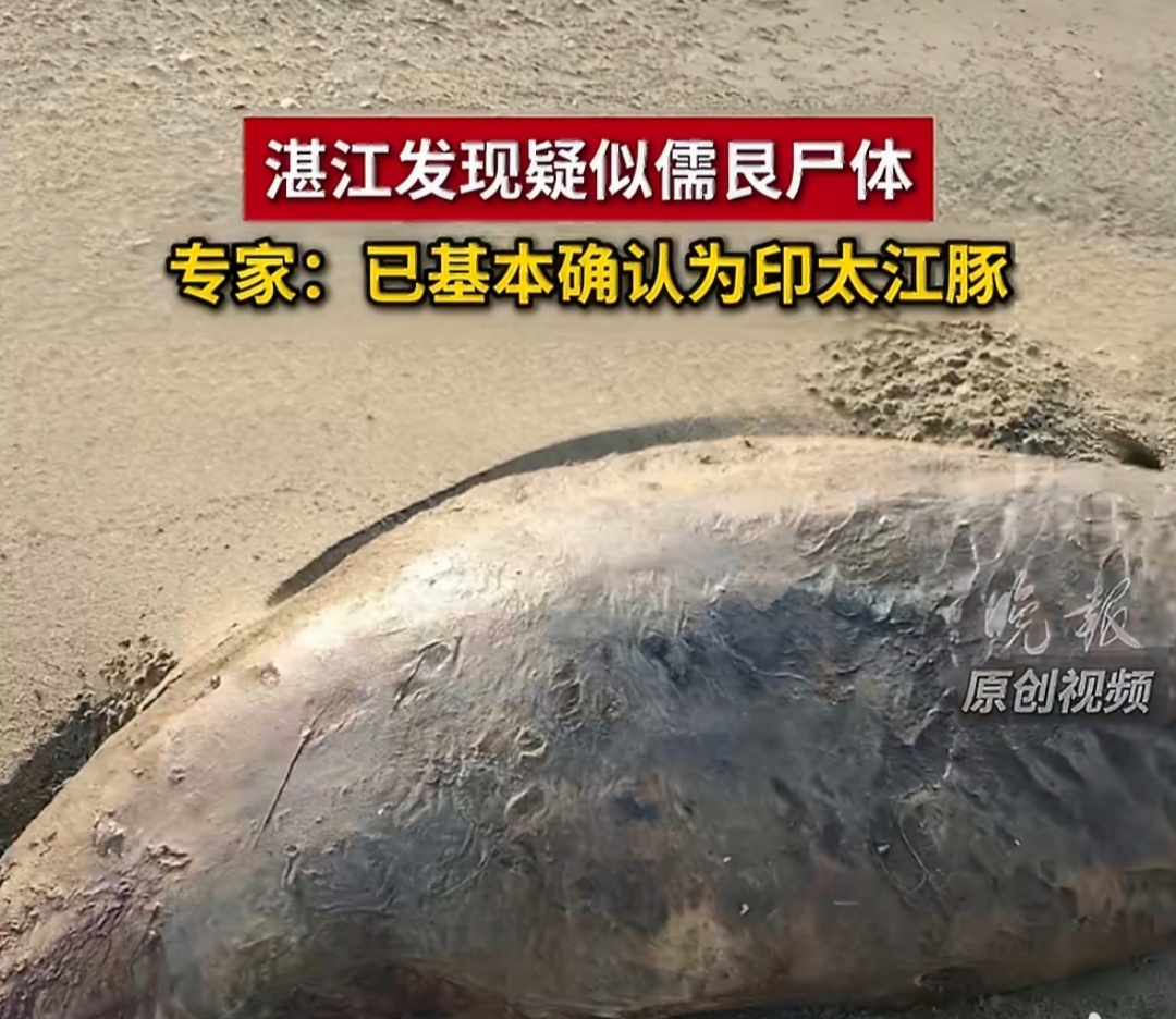 湛江疑似儒艮尸体实为江豚一场关于儒艮的期待落空，湛江搁浅遗体确认为江豚。大家期盼