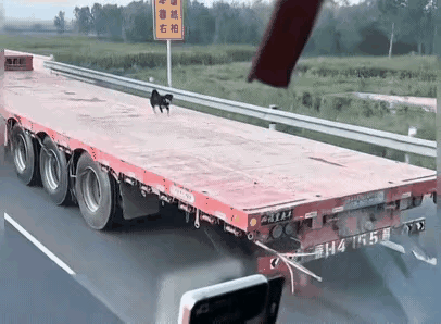 这个毛孩子太无助了，车辆在高速行驶着，它想下来是下不来了，只能在车停下来的时候，