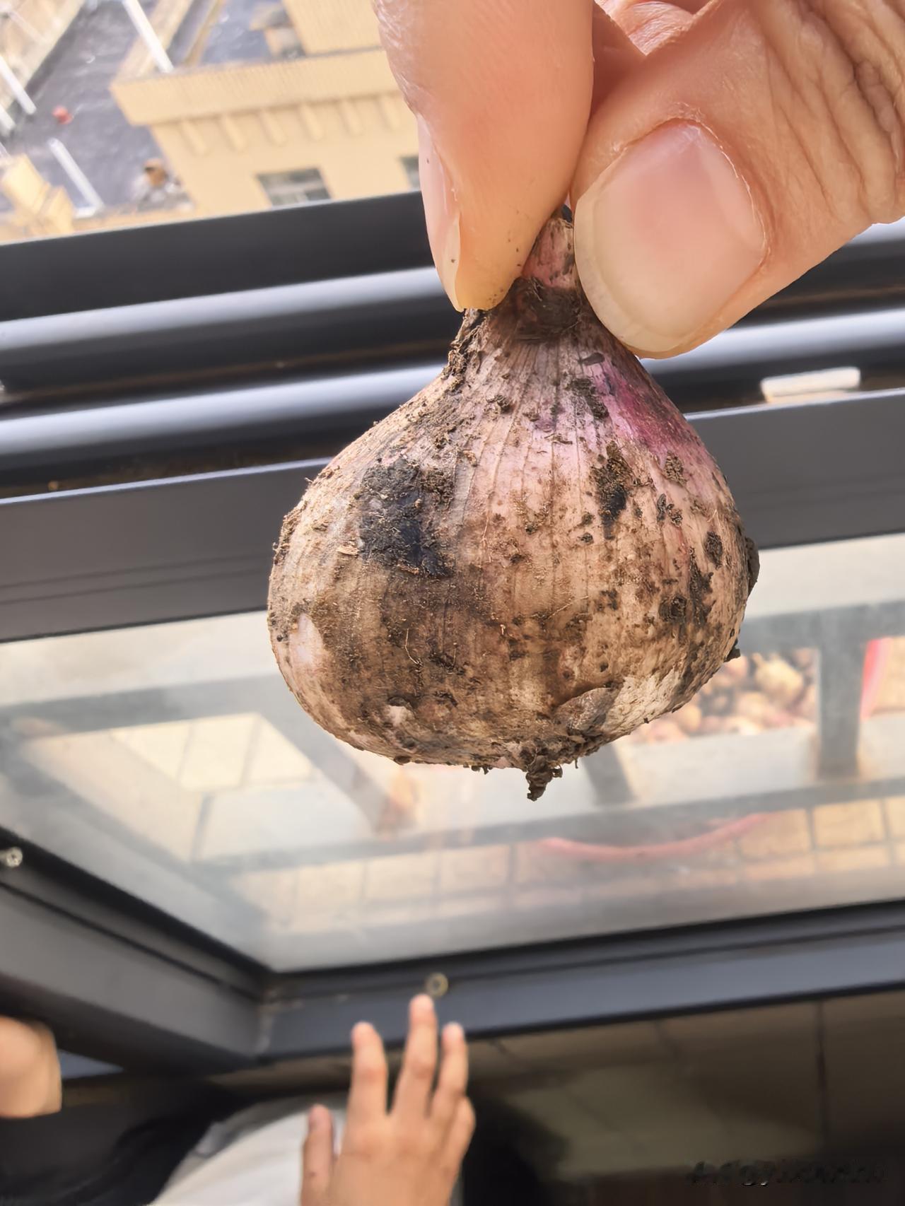 有没有人知道这是不是独头蒜，很大一颗