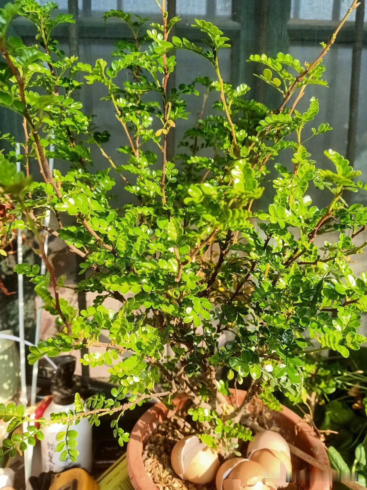 春可期，愿所有的人新年新气象，万事如意，心想事成！