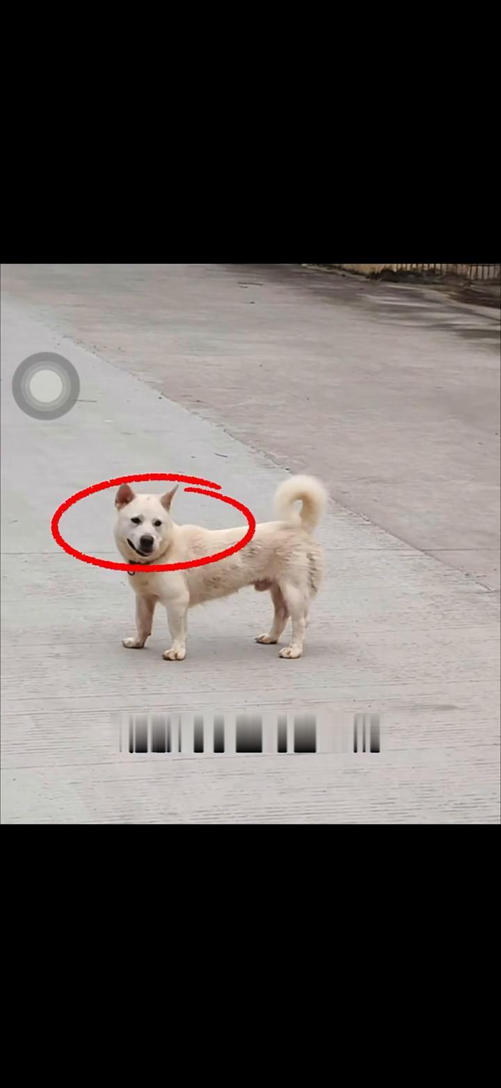 羽毛球启动步。
启动步正确示范：观察对手击球那一刻，重心往下压，并不是往上跳。两