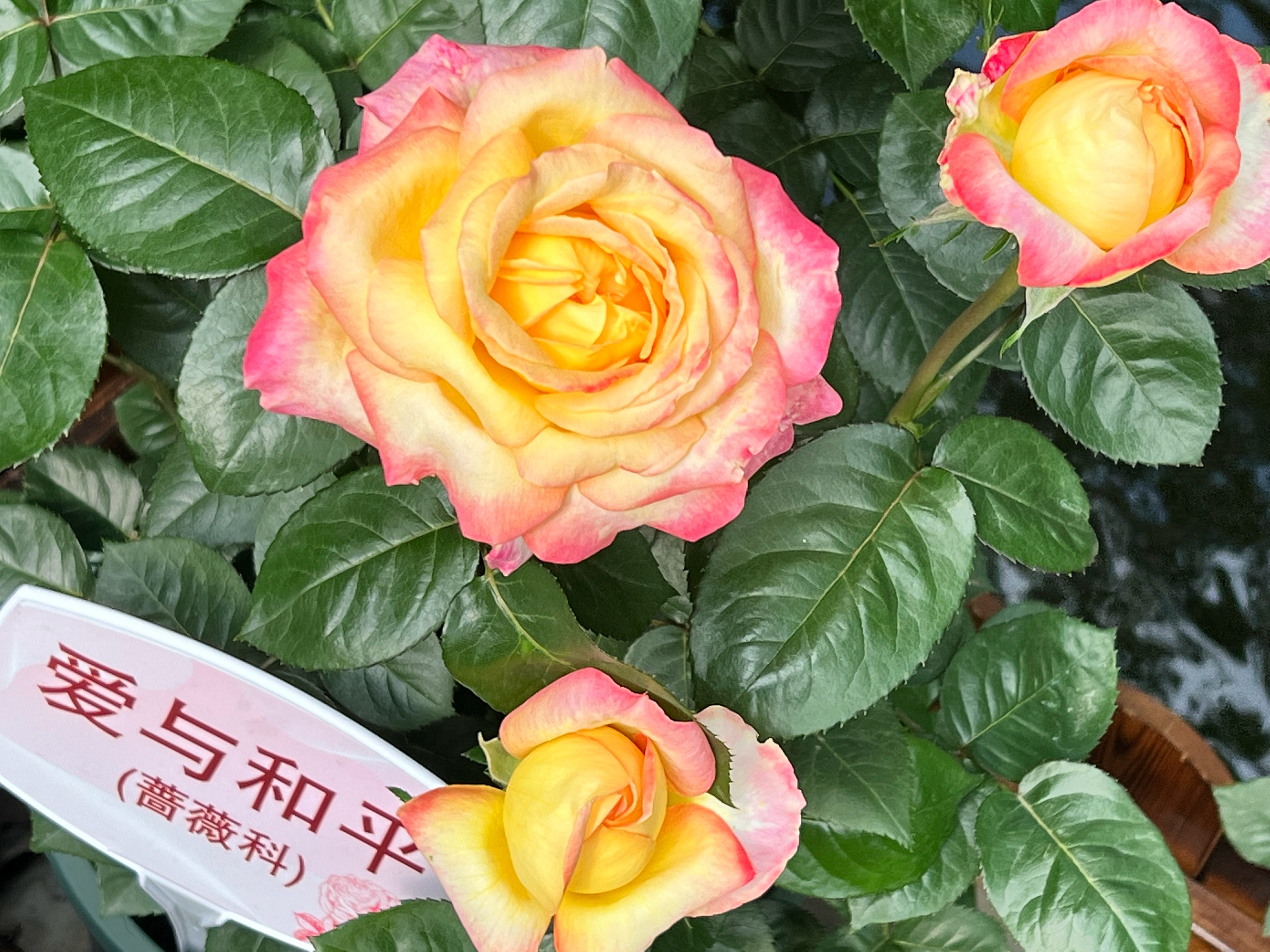 我拍它干哈 爱与和平 想到王八栩[裂开] ​​​