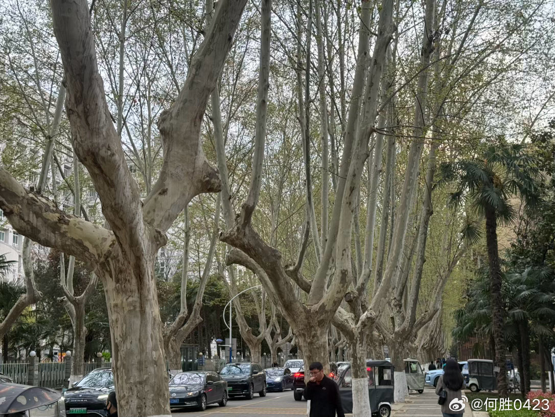 西安这树长的挺有特点的 西安·西北工业大学