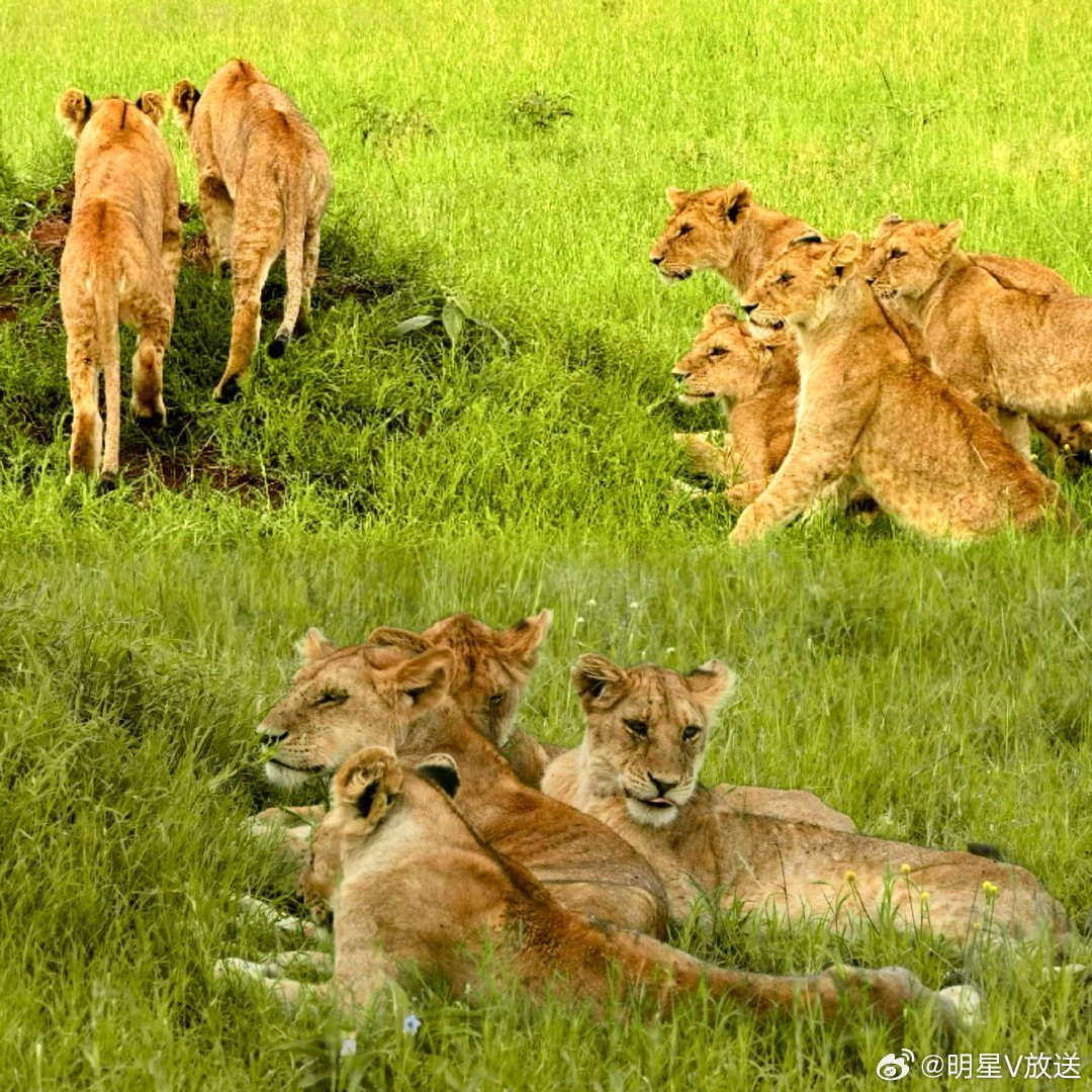 毛晓彤去了坦桑尼亚看狮子 坦桑尼亚旅游repo来袭，还分享因为这样旅程而爱上大猫