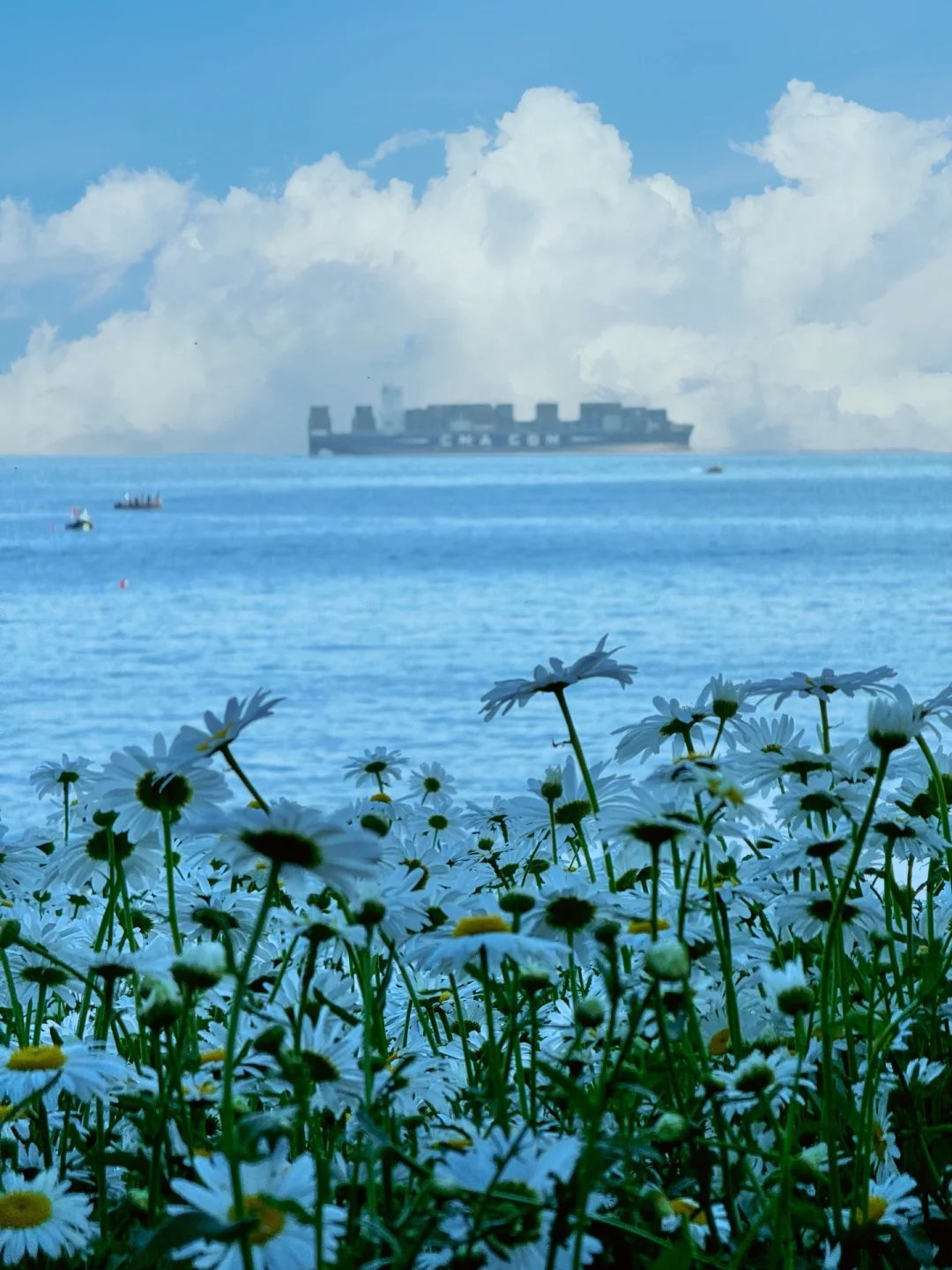 青岛海边小雏菊花路已盛开❗️附citywalk路线