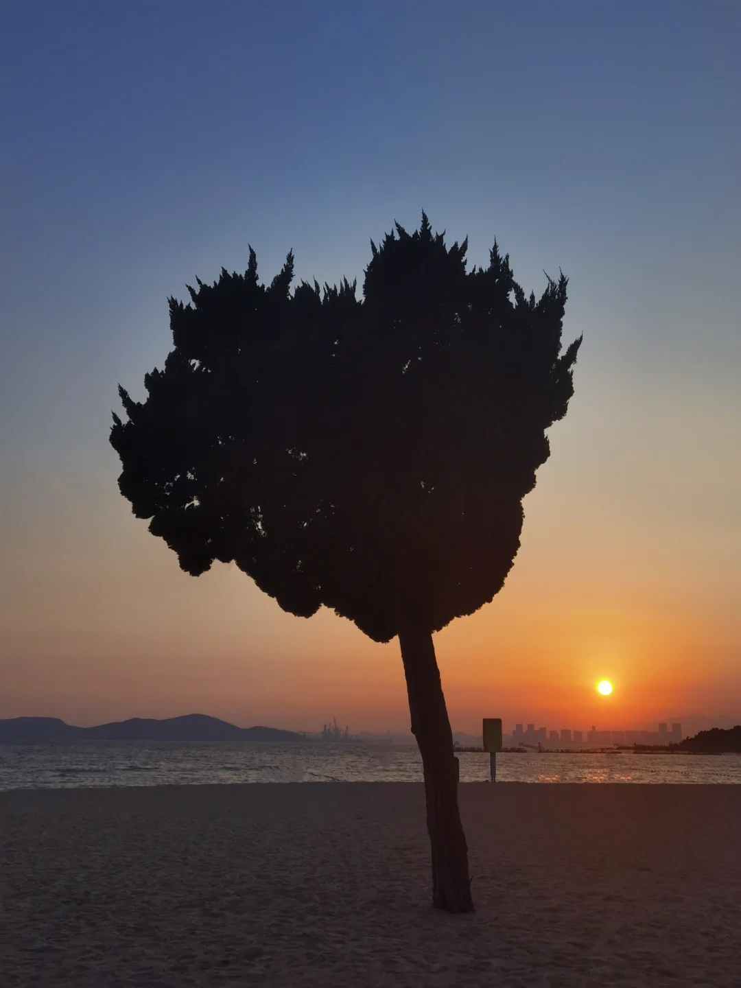 青岛拍照顶流！浪漫的海边爱心树❤️附路线