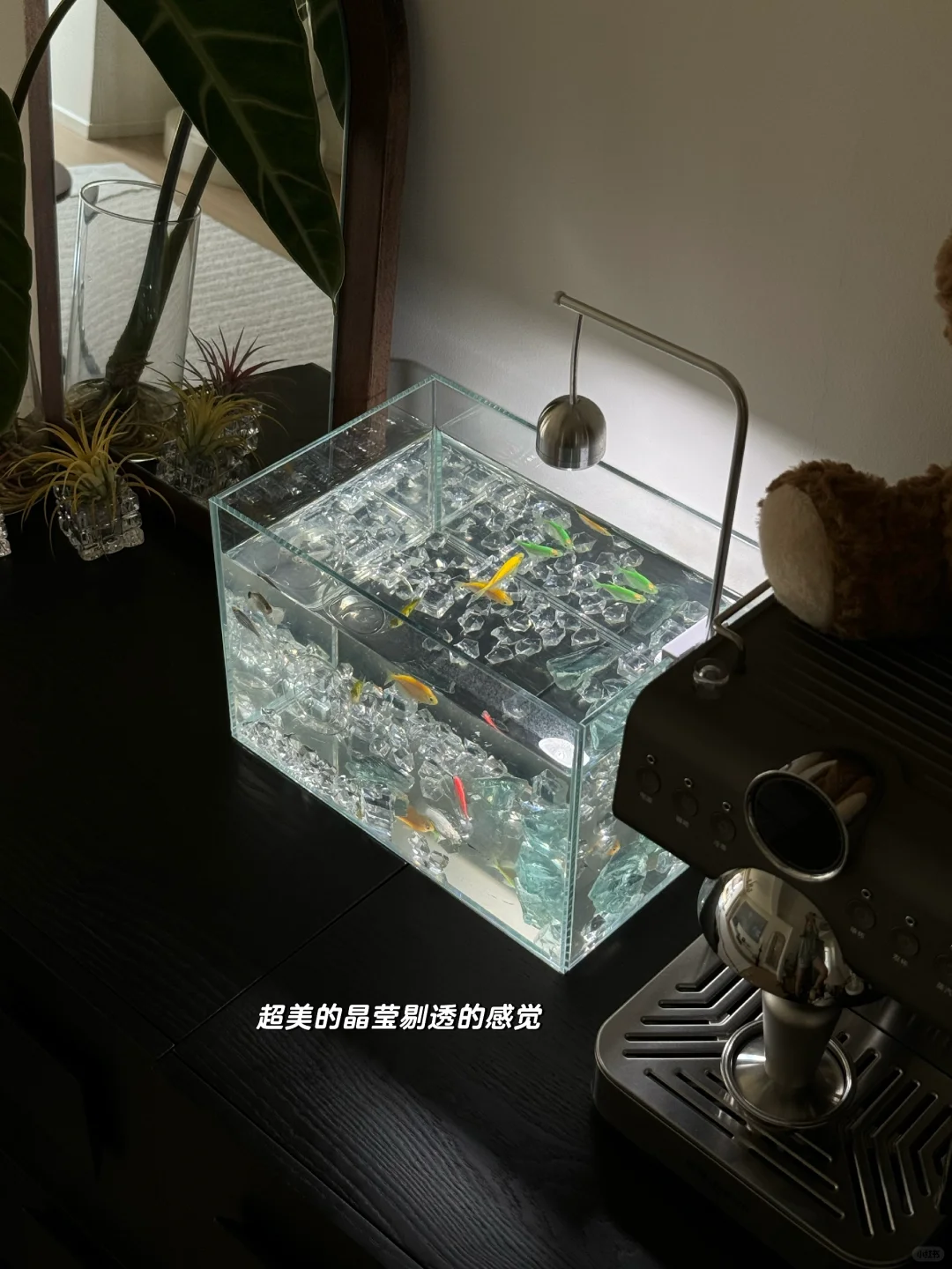 被20w人看过的天使鱼🐟 一个月后的养鱼心🉐