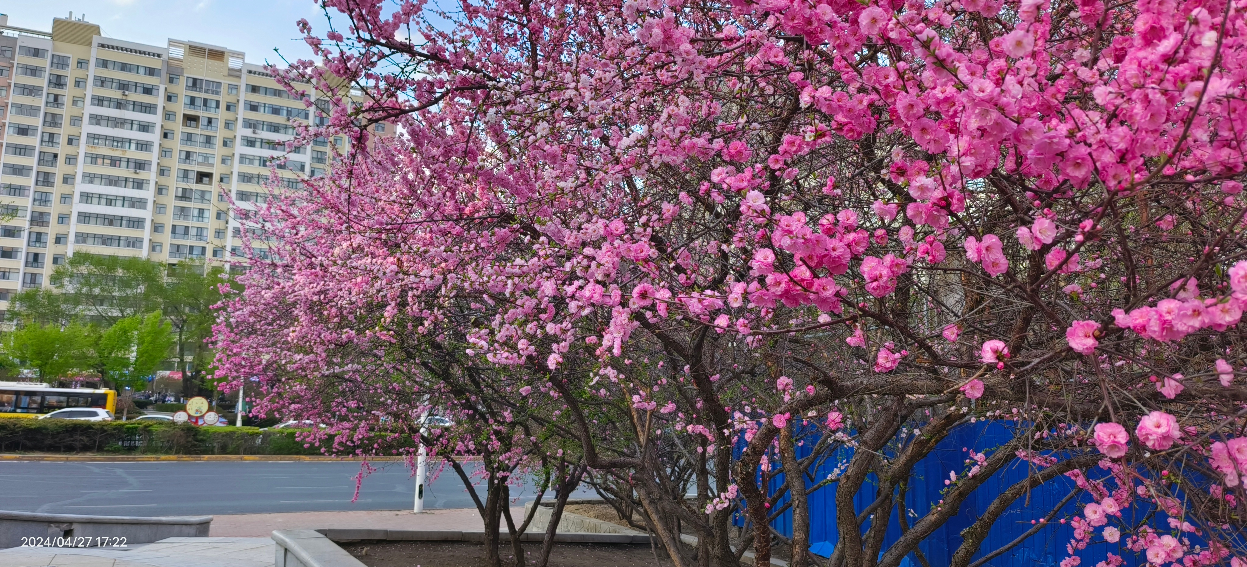 中国森林里的天赋型选手有时候不得不说 大自然真神奇 