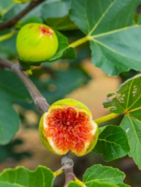 无花果并不是没有花，我们平时吃的部分根本不是它的果实

很多人从小听到这个名字就