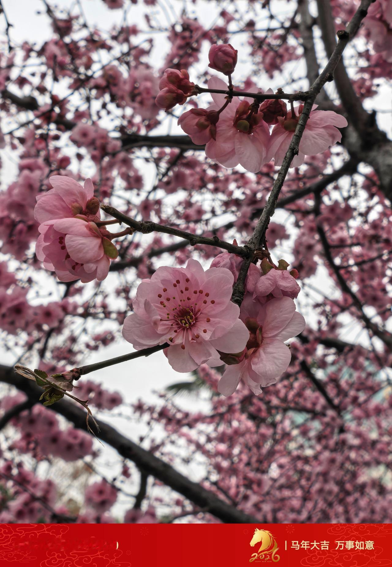 春日生活打卡季