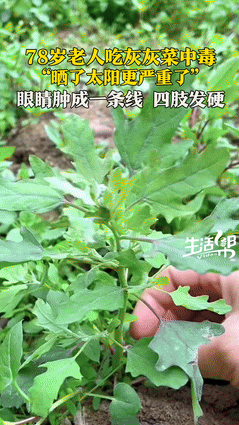 “真实吃饱了撑的！”6月4日报道，山东济南一78岁老人吃了一口“灰灰菜”，竟中毒