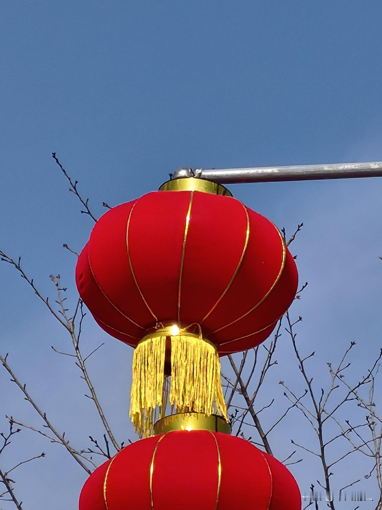 随拍蓝天下的树蓝天、树枝、红艳艳的大灯笼交相辉映，要过年啦！