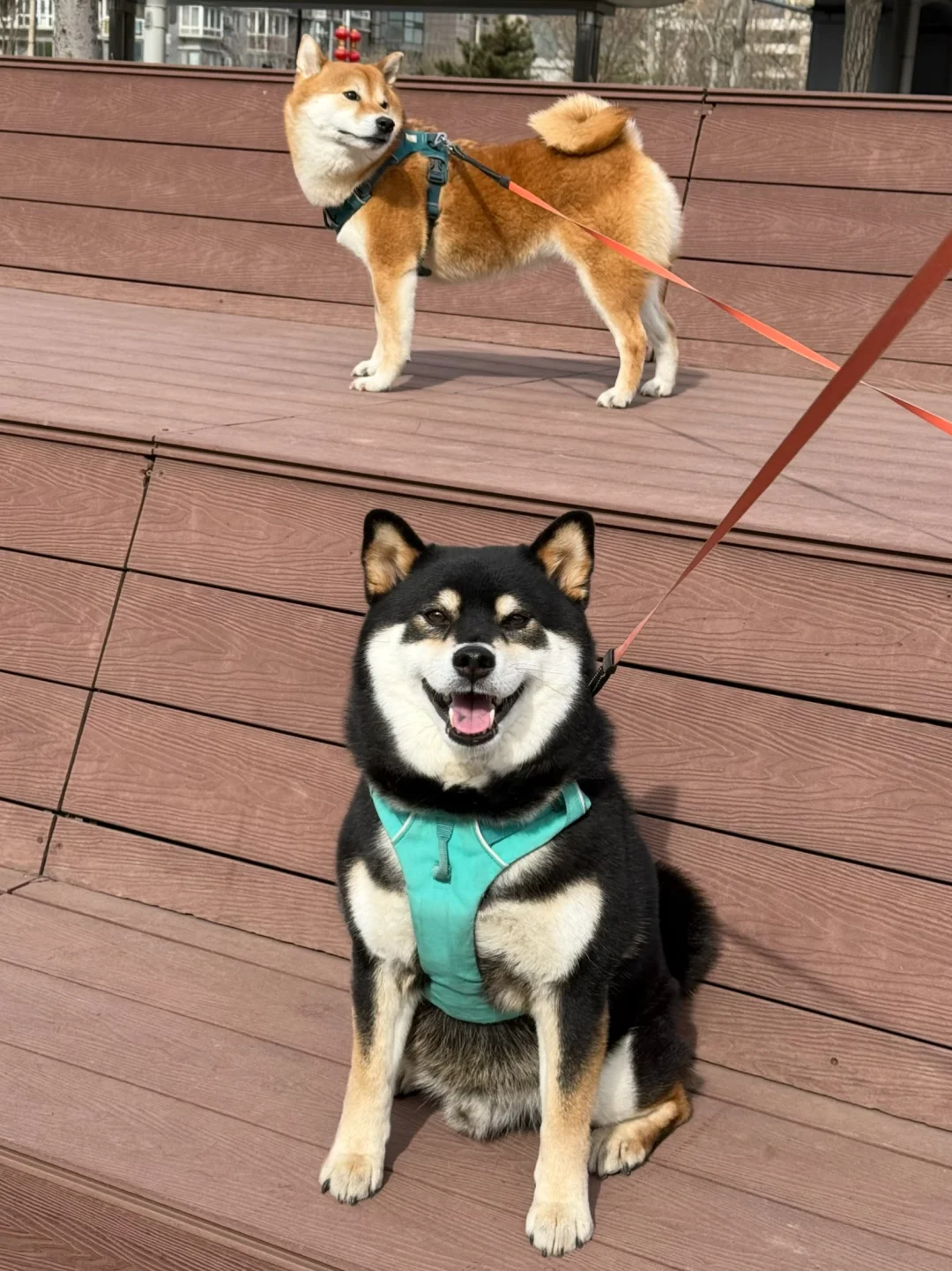 过年啦！祝所有的毛孩子们