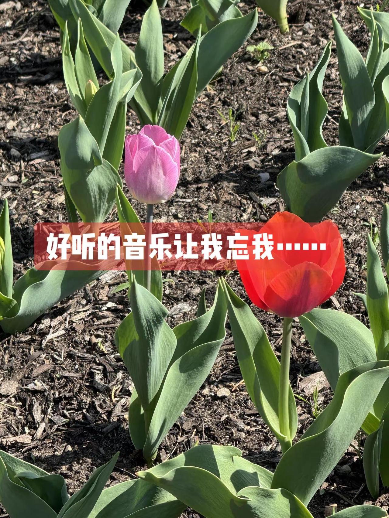 好听的音乐让我忘我……