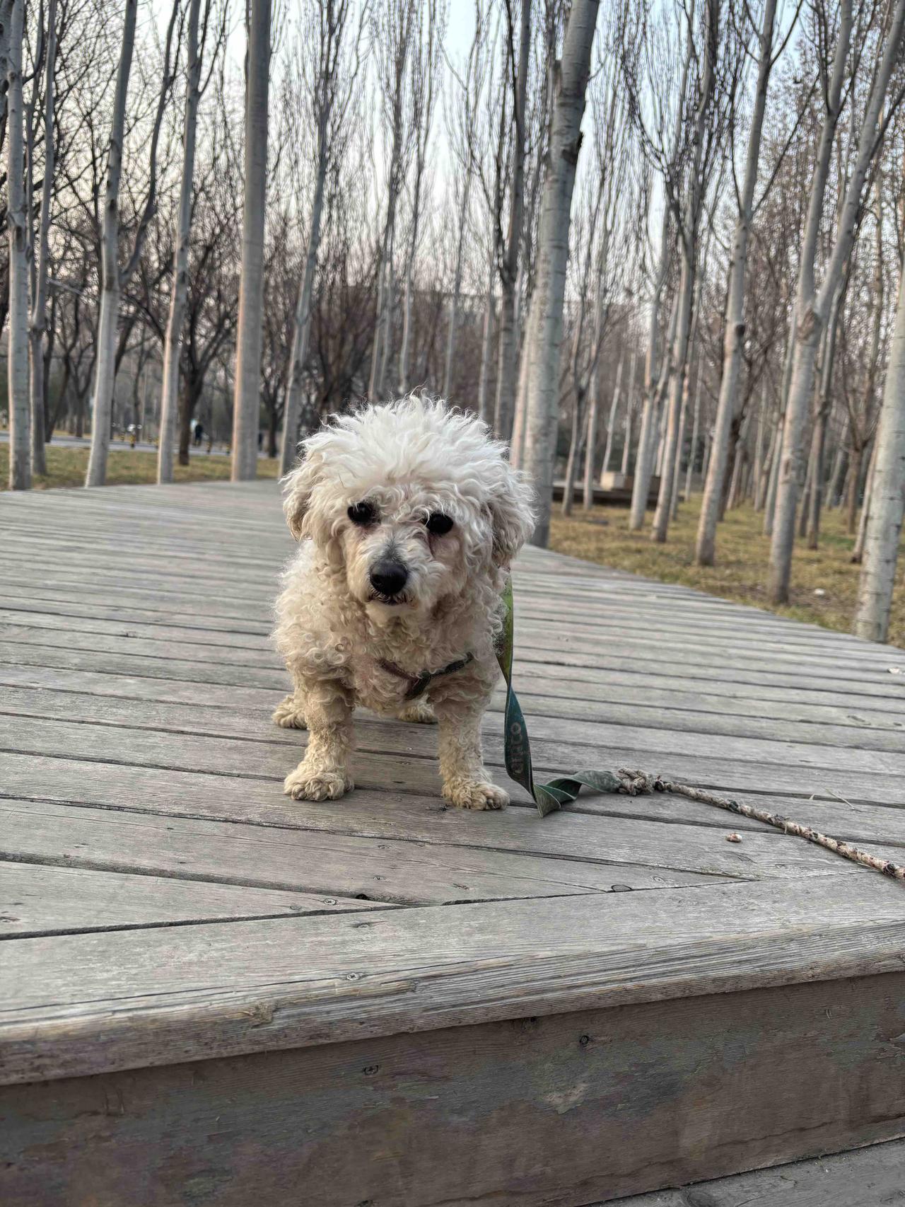 这是“旺旺”，2012年出生，曾经的萌宠风烛残年了。
马年旺旺