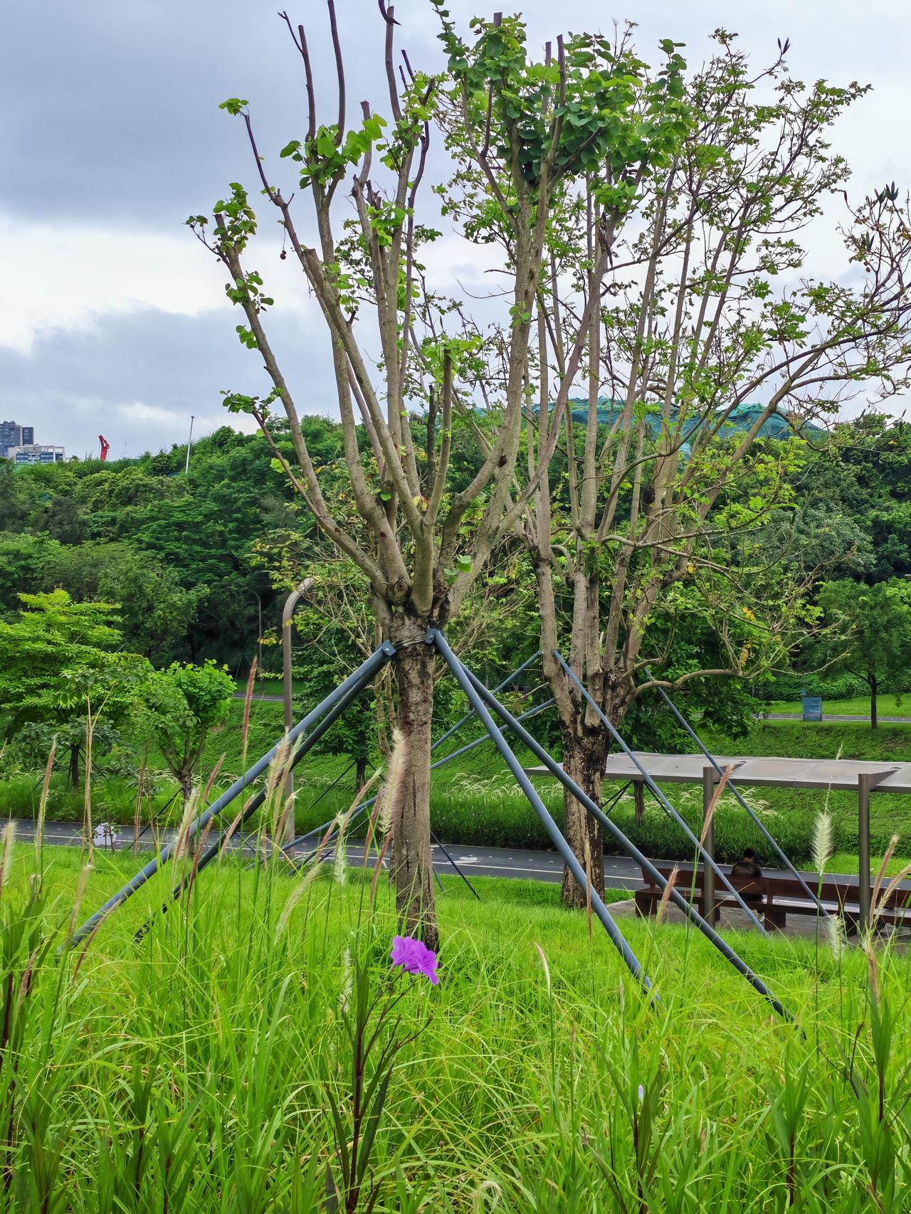 花、草、树、河、山，由近及远，就这个场景，已来过无数次。每次来，都会拍些图片。上