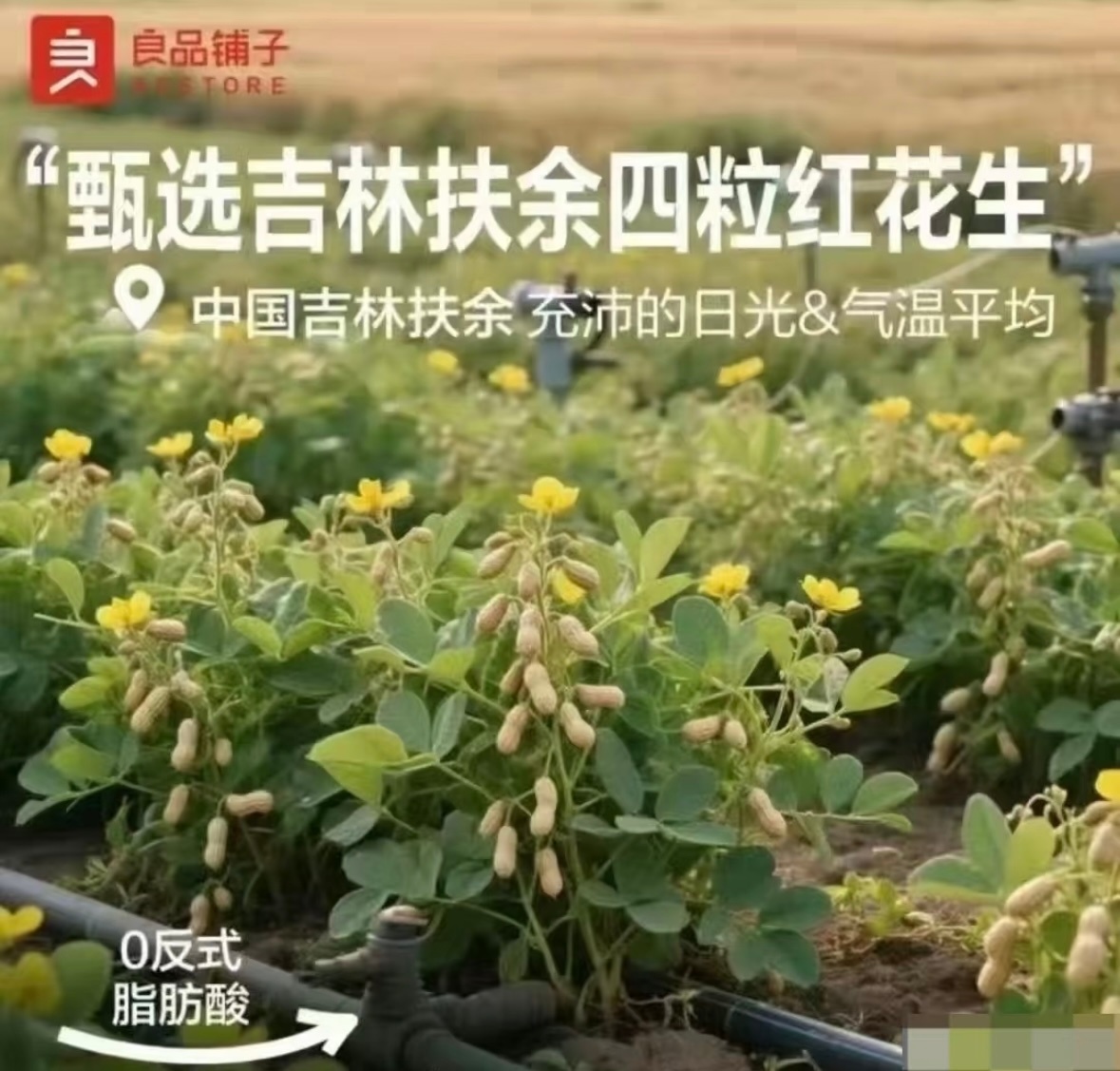 看来不要什么都依赖Ai，否则容易闹笑话。Ai花生上树，良品铺子翻车。看来AI短时