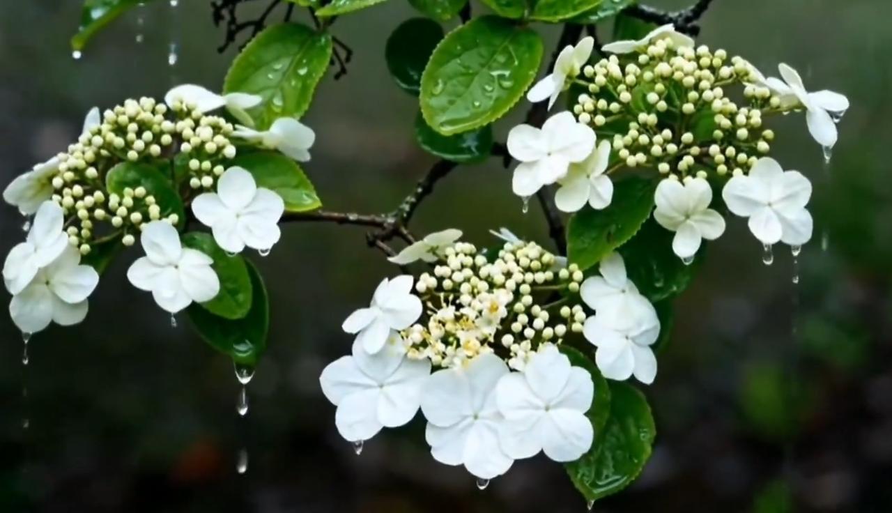 【趣联联趣】
上联：云，竞走山屏外
下联：？
【一字千金】
《琼花》
扬州最美是