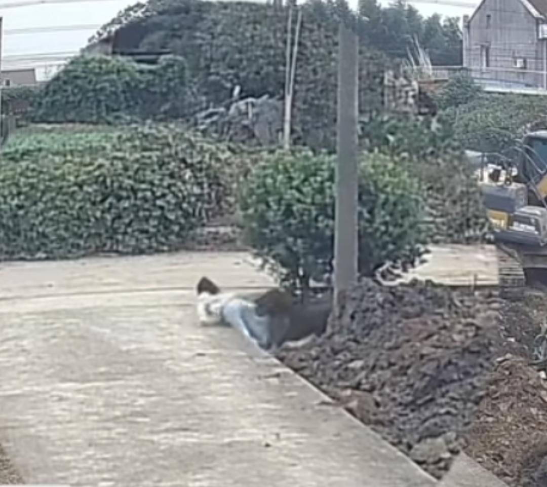 那条挣脱的狗绳，差点夺走一个孩子的童年

放学了，这个小女孩本该像其他孩子一样，