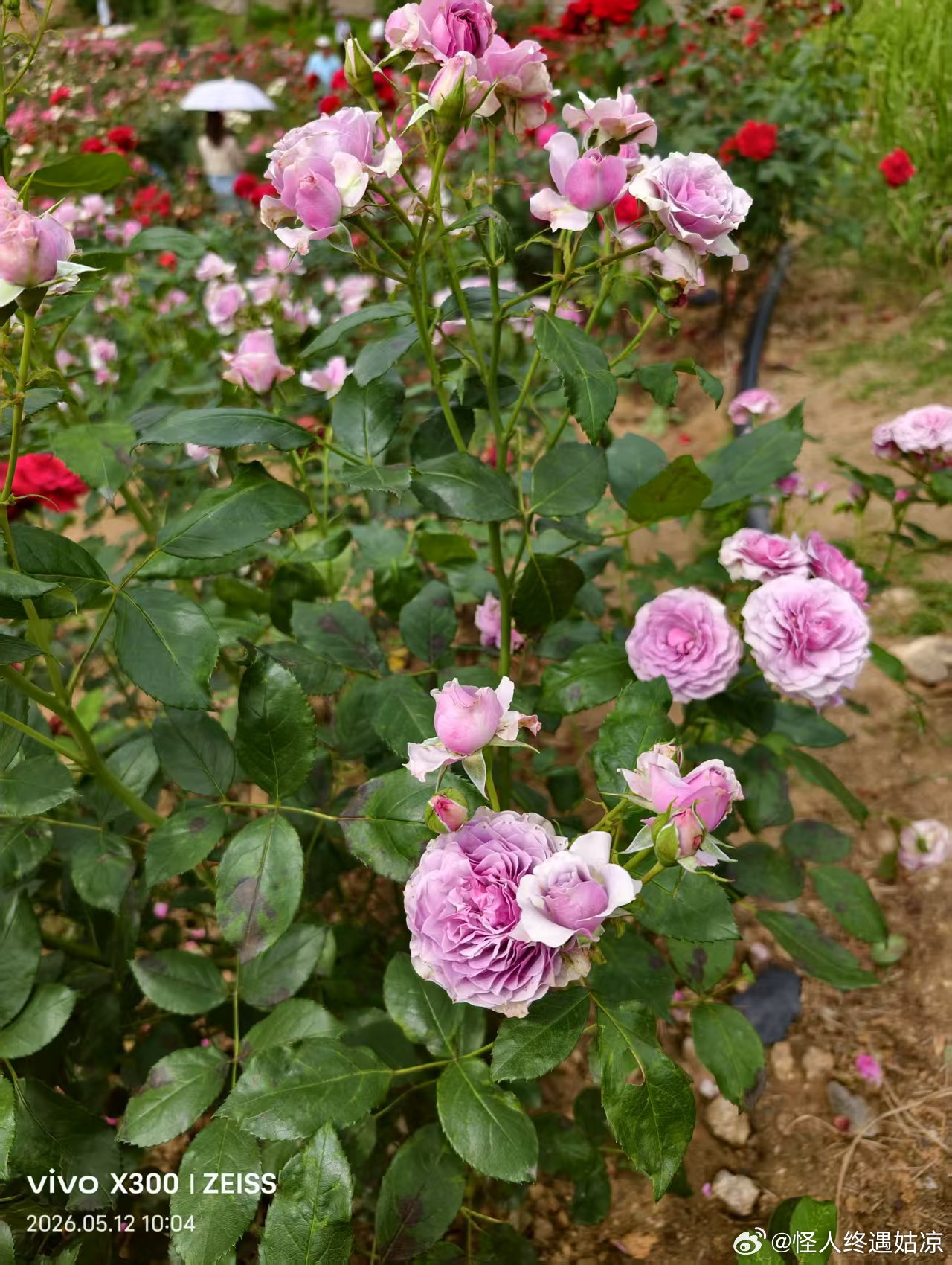 没有想到月季花有这么多种颜色，你最喜欢哪一个颜色呢？ 