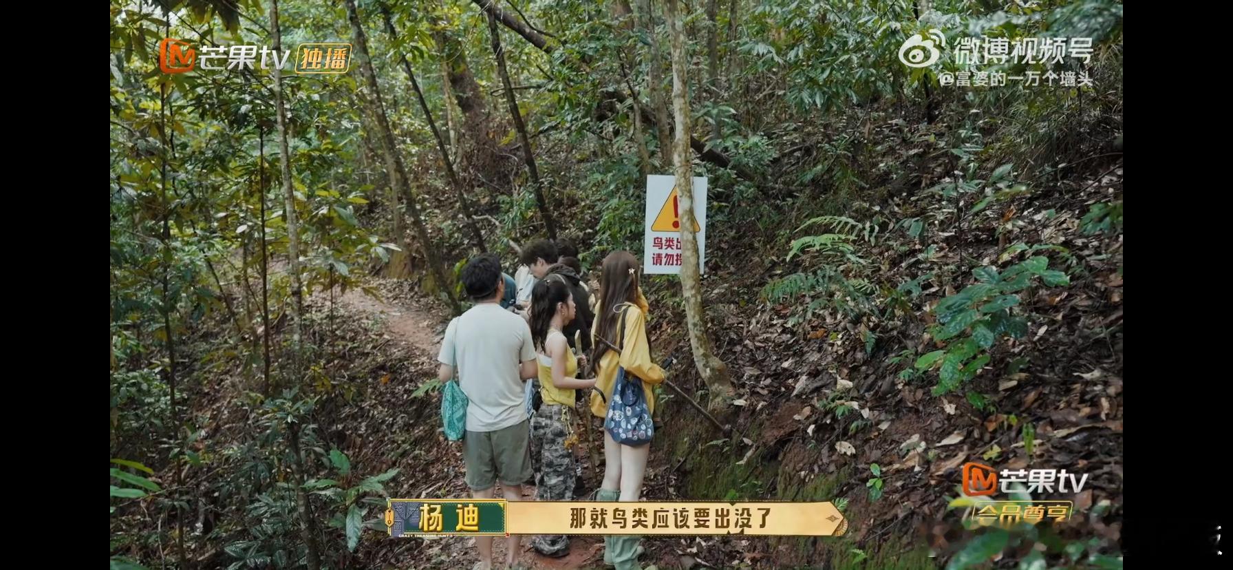 田曦薇铁坦开路寻宝小队今天在忙啥忙忙碌碌寻宝藏 田曦薇你是真的不怕啊！雨林徒步全
