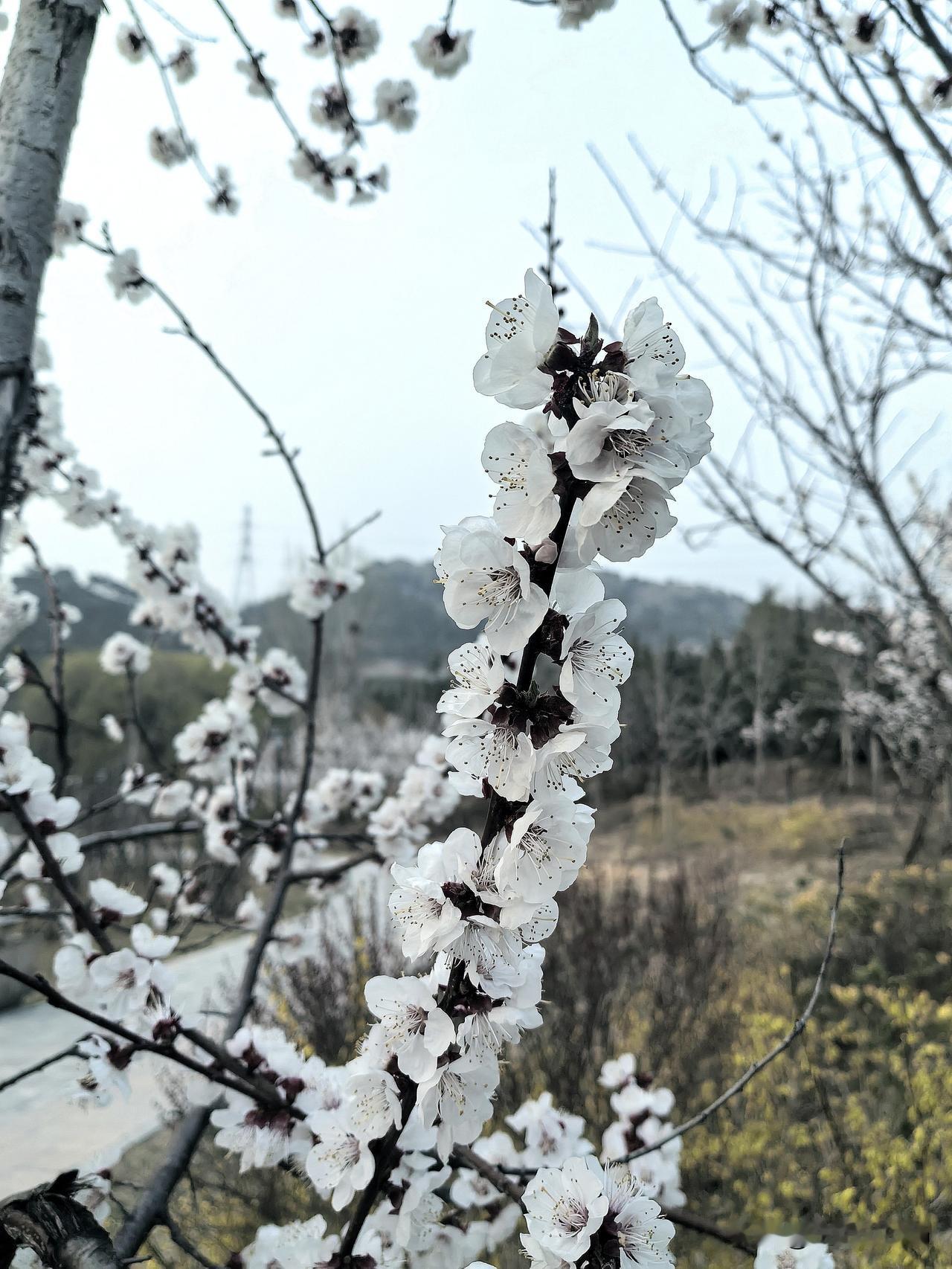 妈妈去世己经一周多，心里仍然十分痛苦，睡不着觉，夜深人静的时候暗暗哭泣。早晨醒来