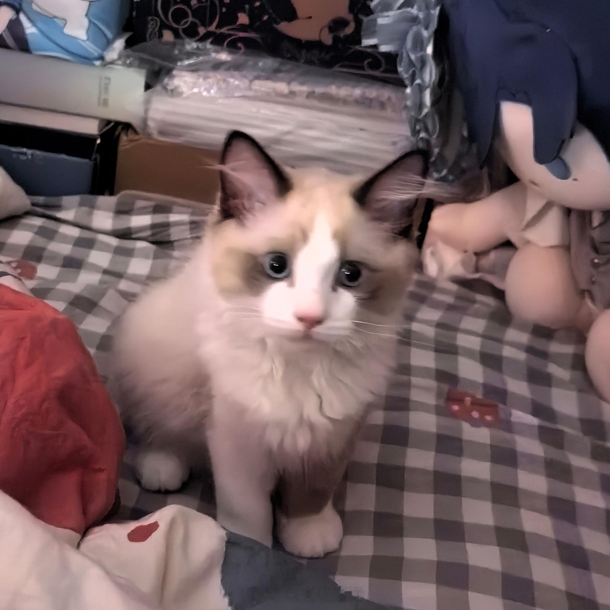 起床先和猫对打半个小时 