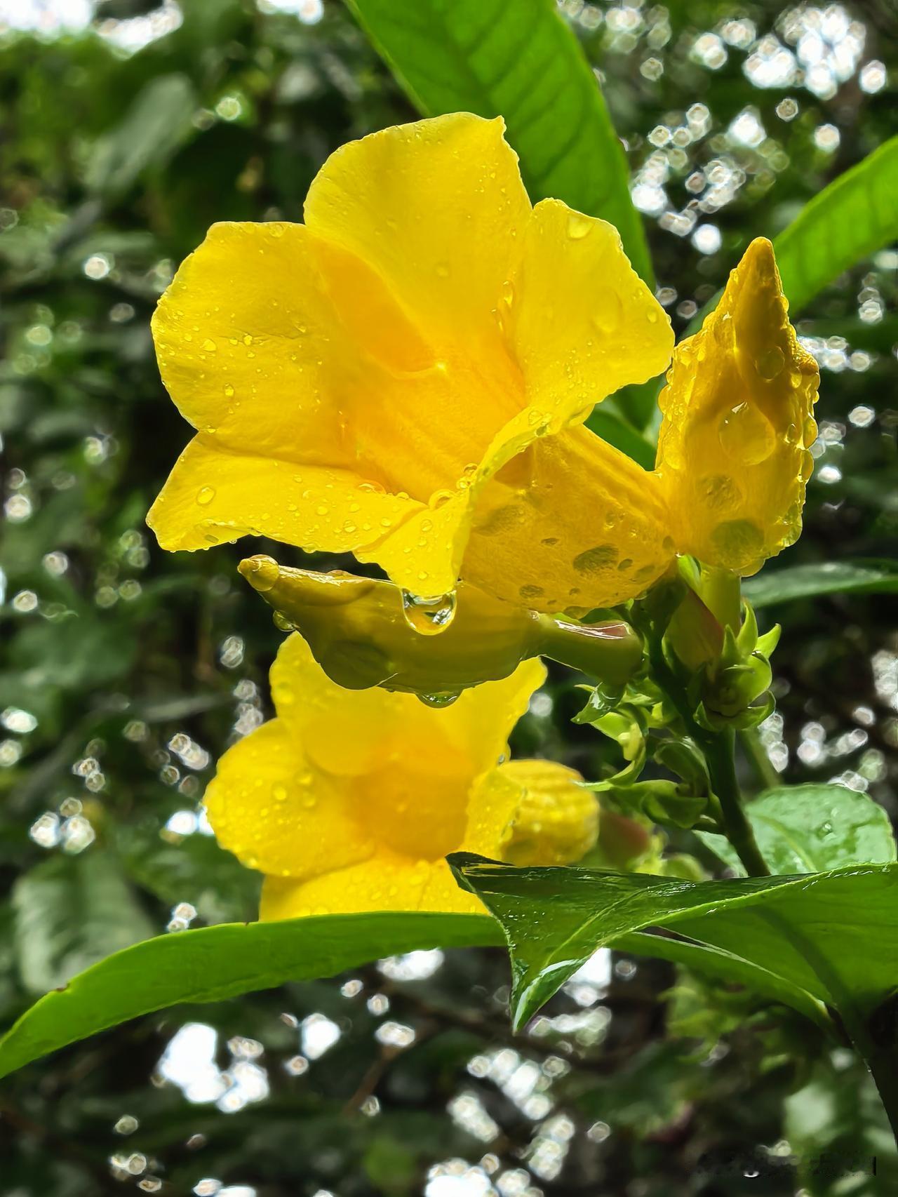 一场雨过好，小区的花和果都洗的发亮
明黄的花、带着水珠的花苞、圆滚滚的果子，每一