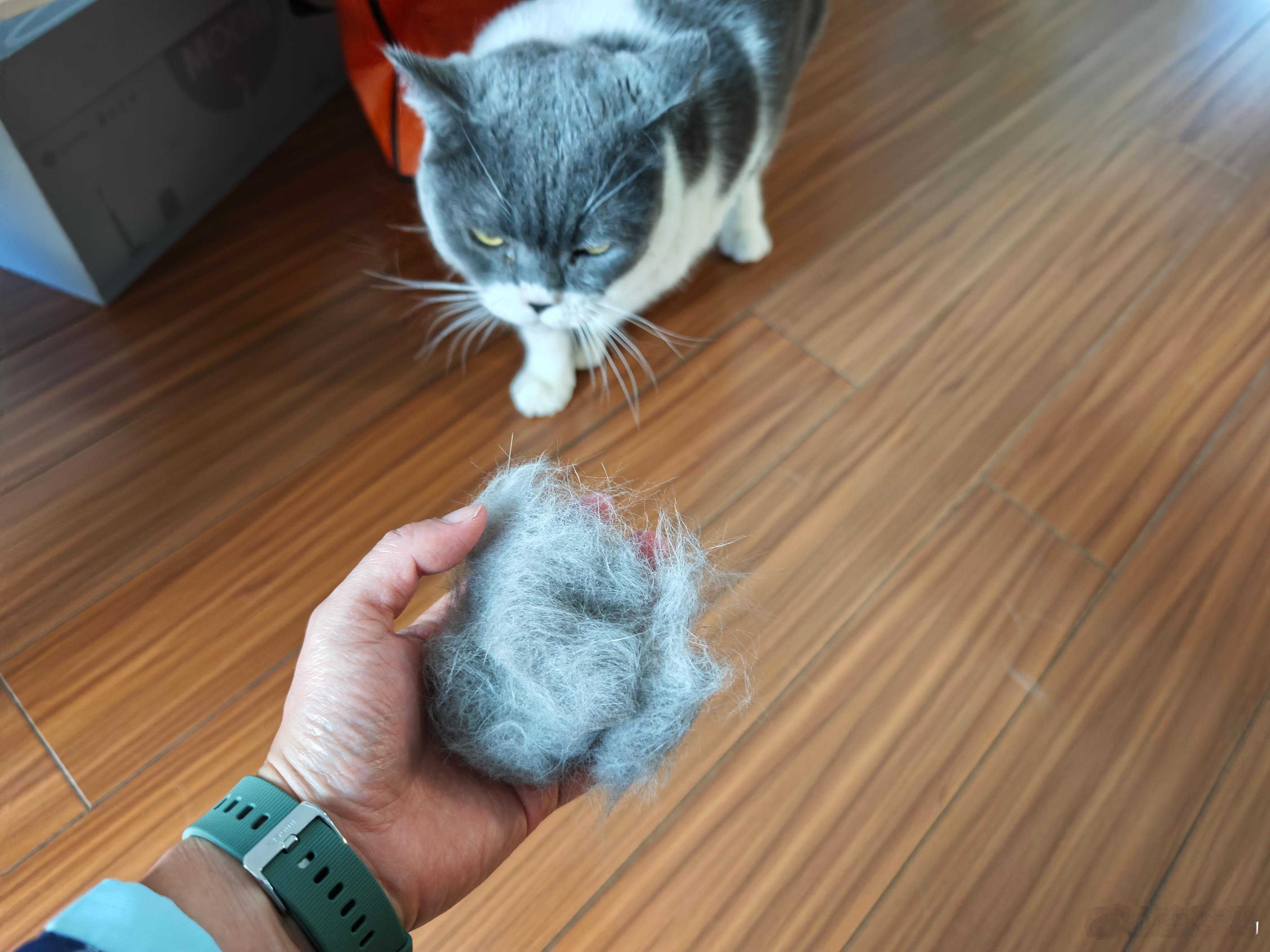 这个季节猫咪能薅下多少浮毛？总感觉根本梳不完。
