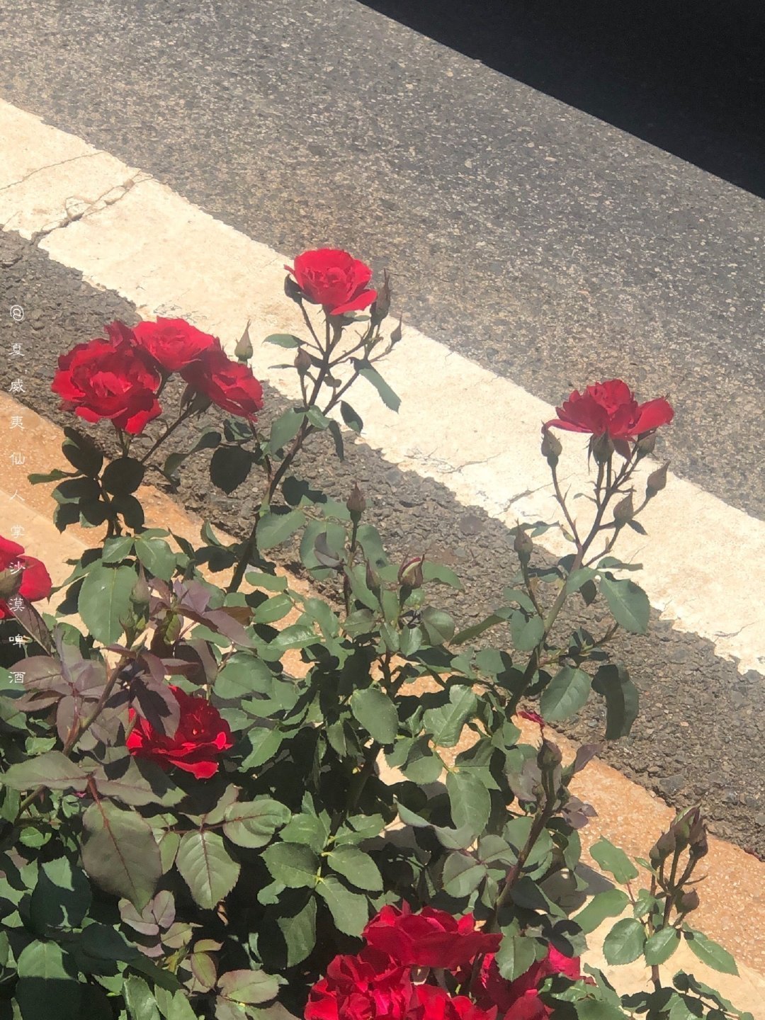 “无人问津的巷口总是开满鲜花” 