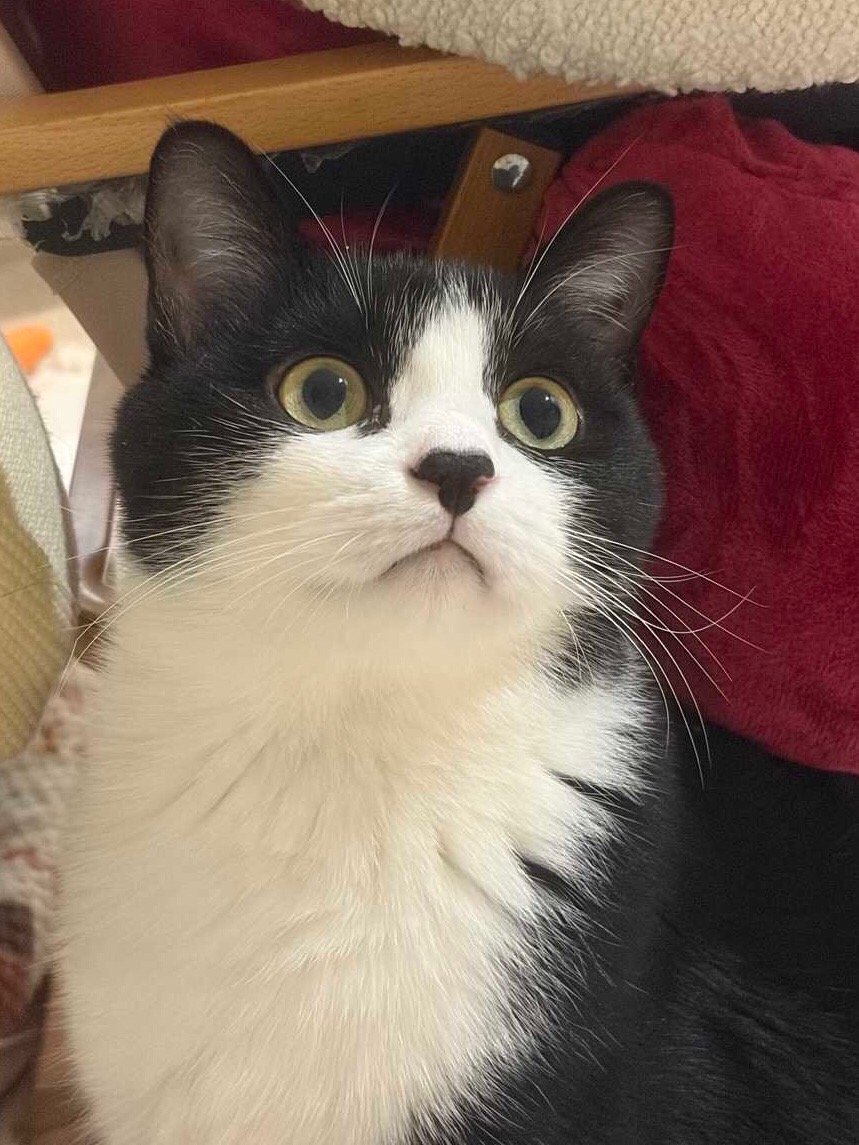 我是小猫我骄傲。如果你也是小猫你也会很骄傲。daily奶牛猫 （投稿：） 