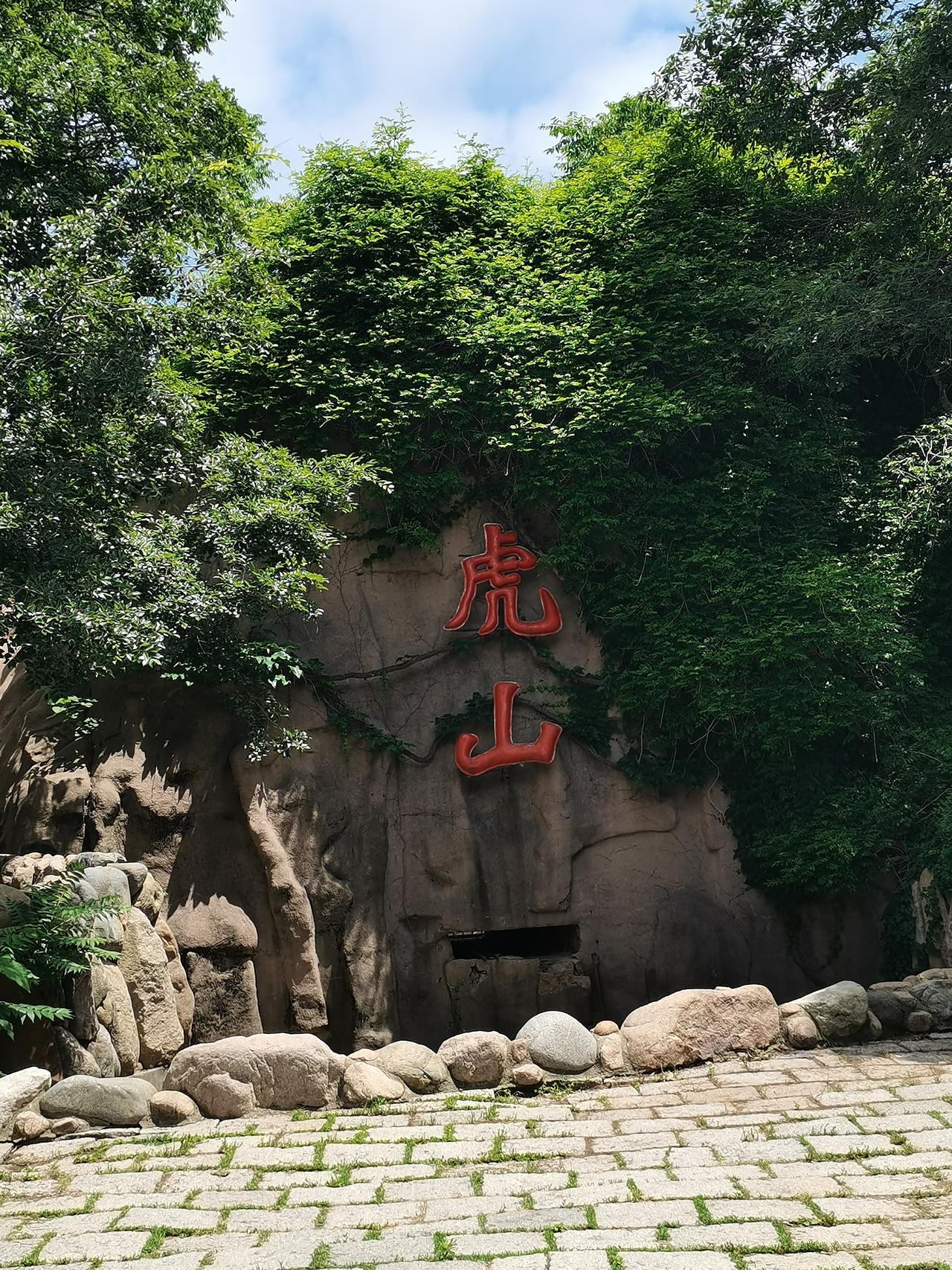 前天刚去了中山公园动物园并到虎山观赏老虎，昨天便传出消息，说是露天饲养的一只白虎
