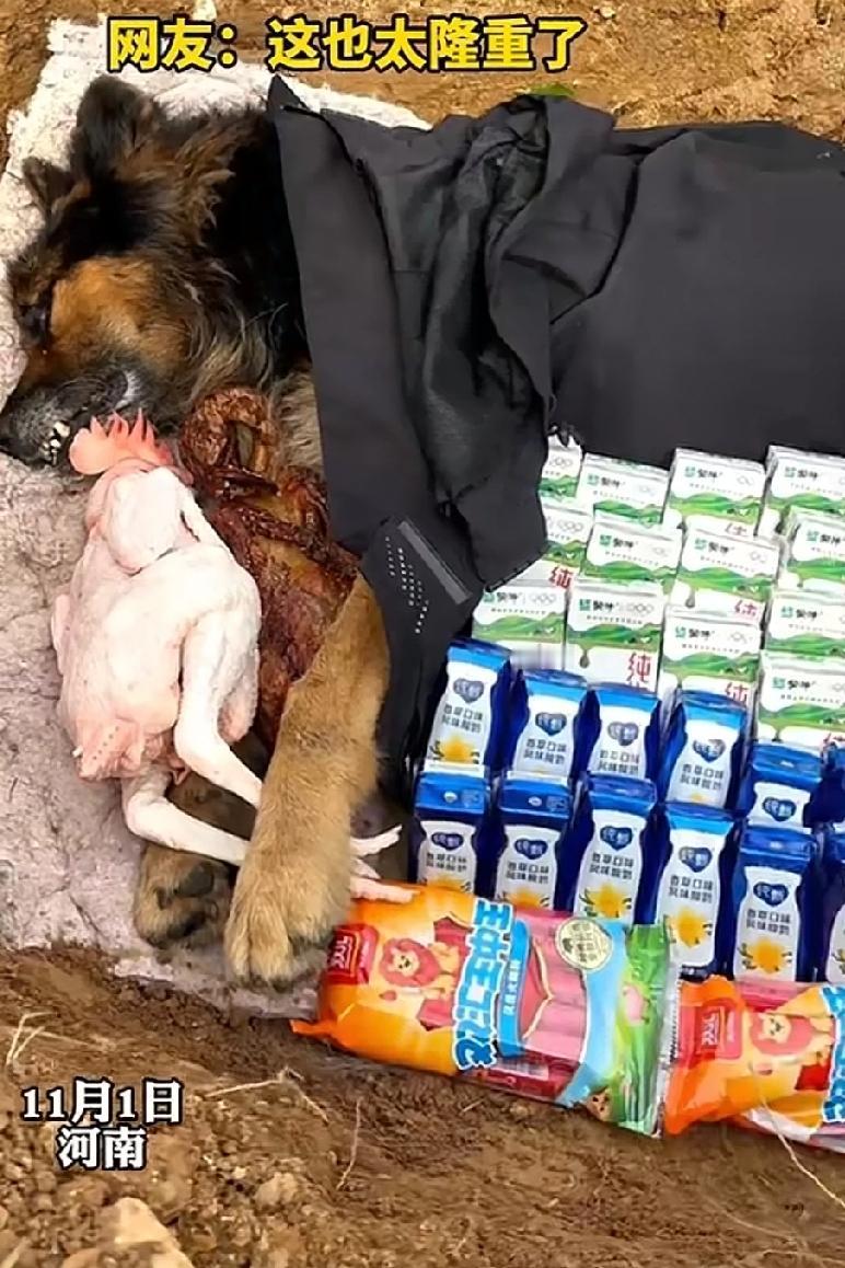 狗子去世后主人为其“厚葬”！
        养了多年的狗子永远的离开了主人，主