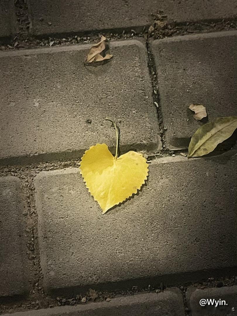 妈咪想冬天见你 ​​​