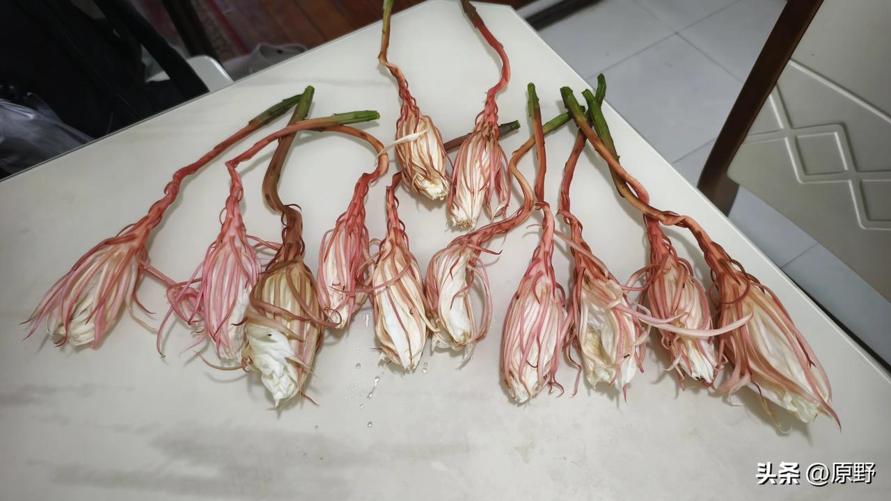 一场旅行，错过了十二朵昙花的花期。[捂脸]