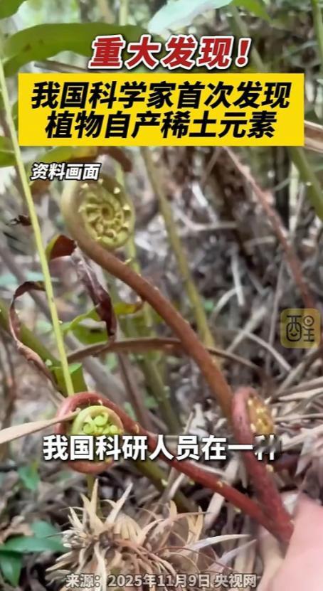 国运来了挡都挡不住！平时随处可见的乌毛蕨，被我国科研人员一研究，直接炸出世界级大