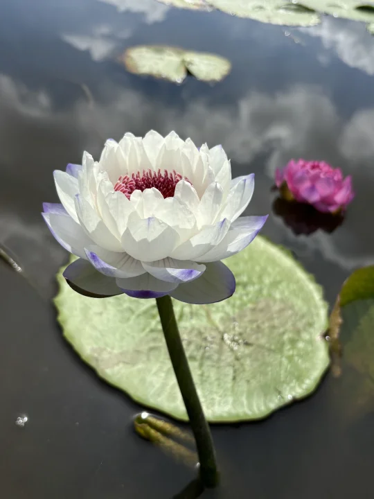 好标志的花花 开的太标准了 澳洲睡莲