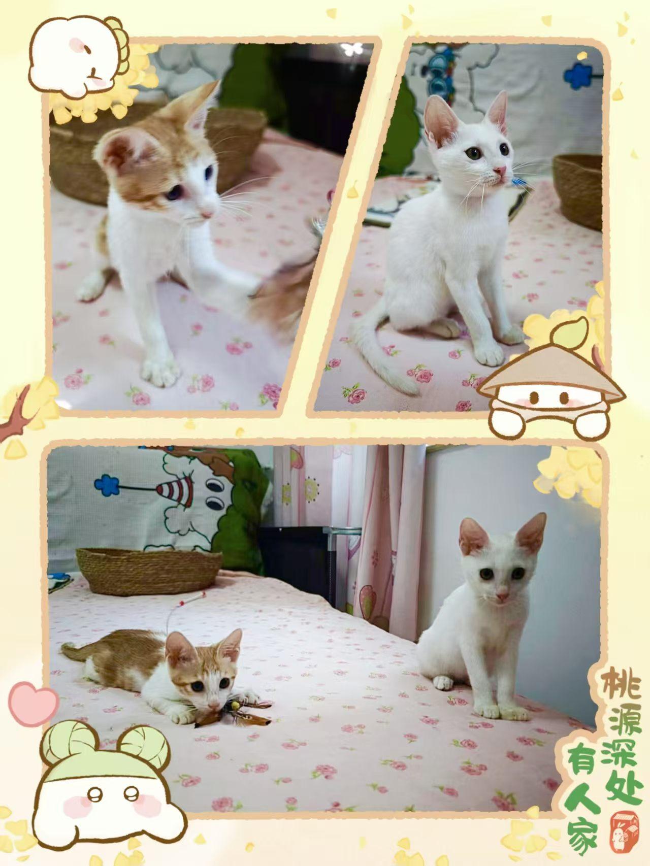 珠海无偿领养｜软乎乎的田园姐妹花找家🐱 
年龄：2个月✨
基本情况：
猫妈妈带