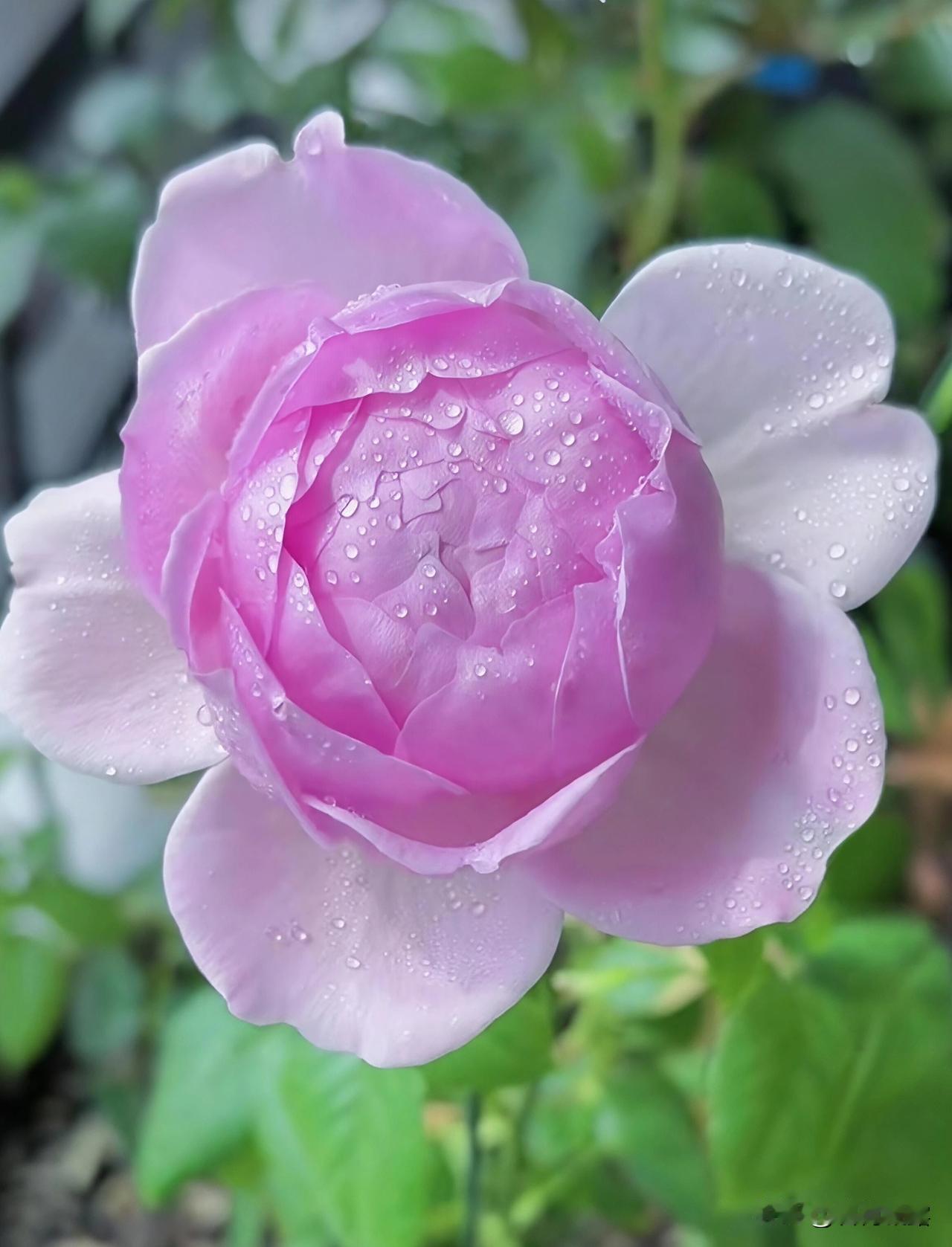 春天是美丽的，漫步春的画廊，百花盛开，姹紫嫣红，穿上漂亮的连衣裙，穿梭在花海中，